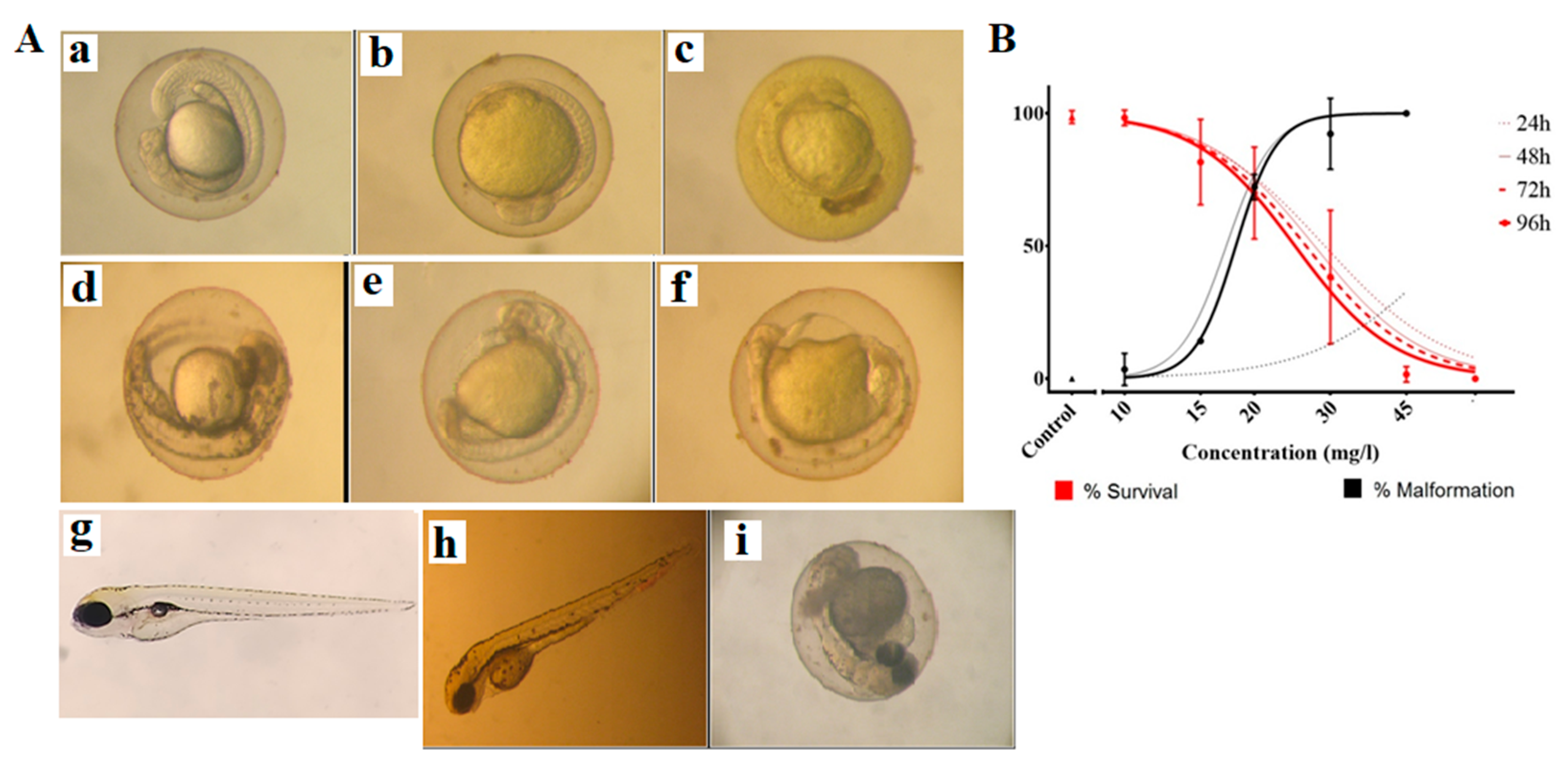 Ijms 23 12362 g007 Ijms 23 12362 g007
