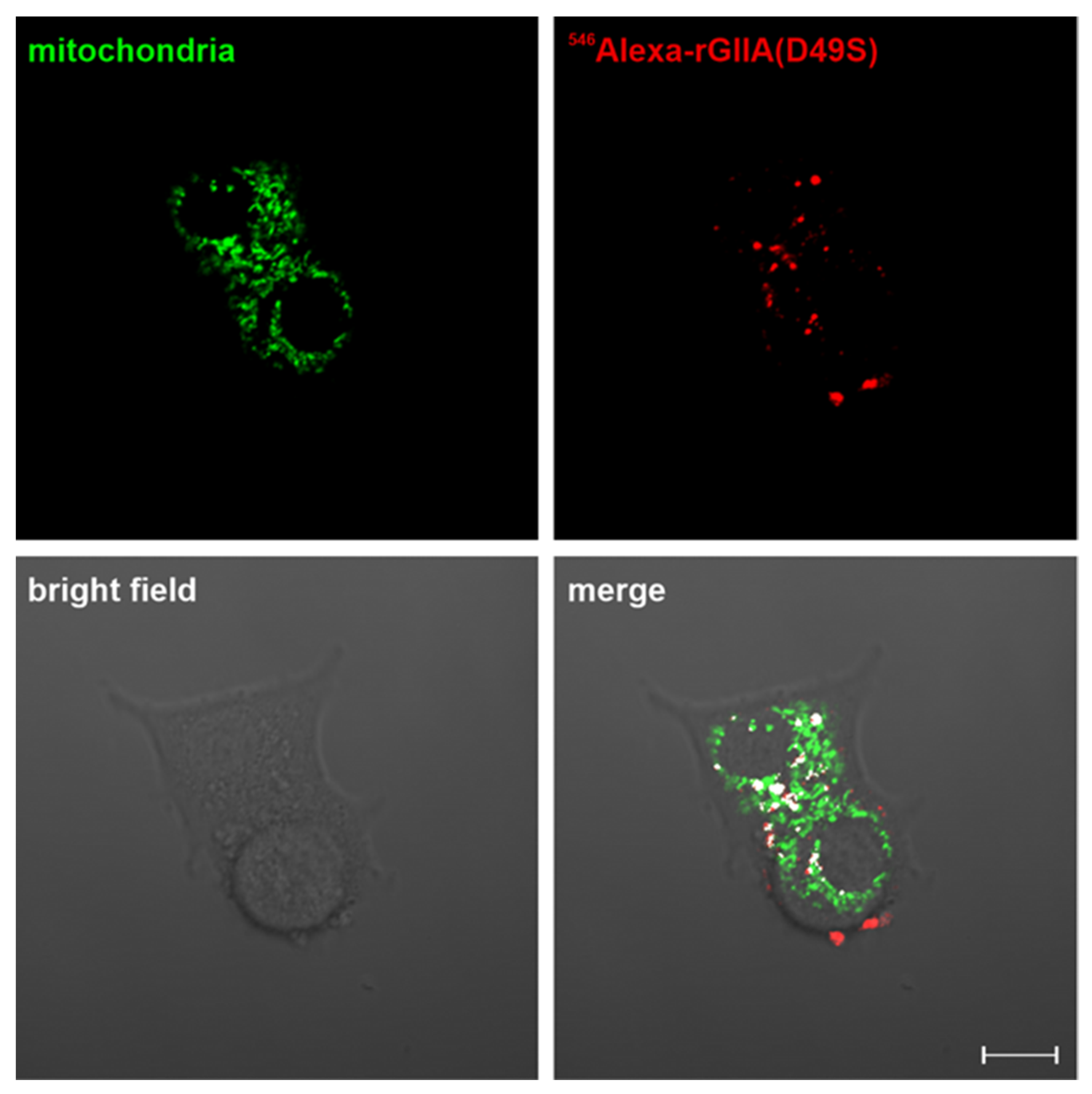 Ijms 23 12368 g004 Ijms 23 12368 g004