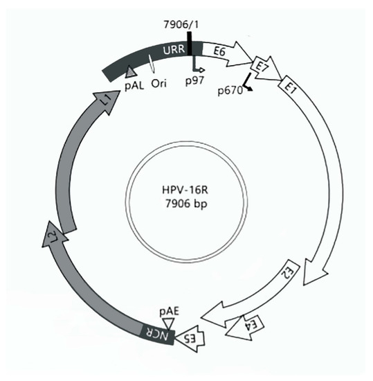 Characterization of the Human Papillomavirus 16 Oncogenes in K14HPV16 ...