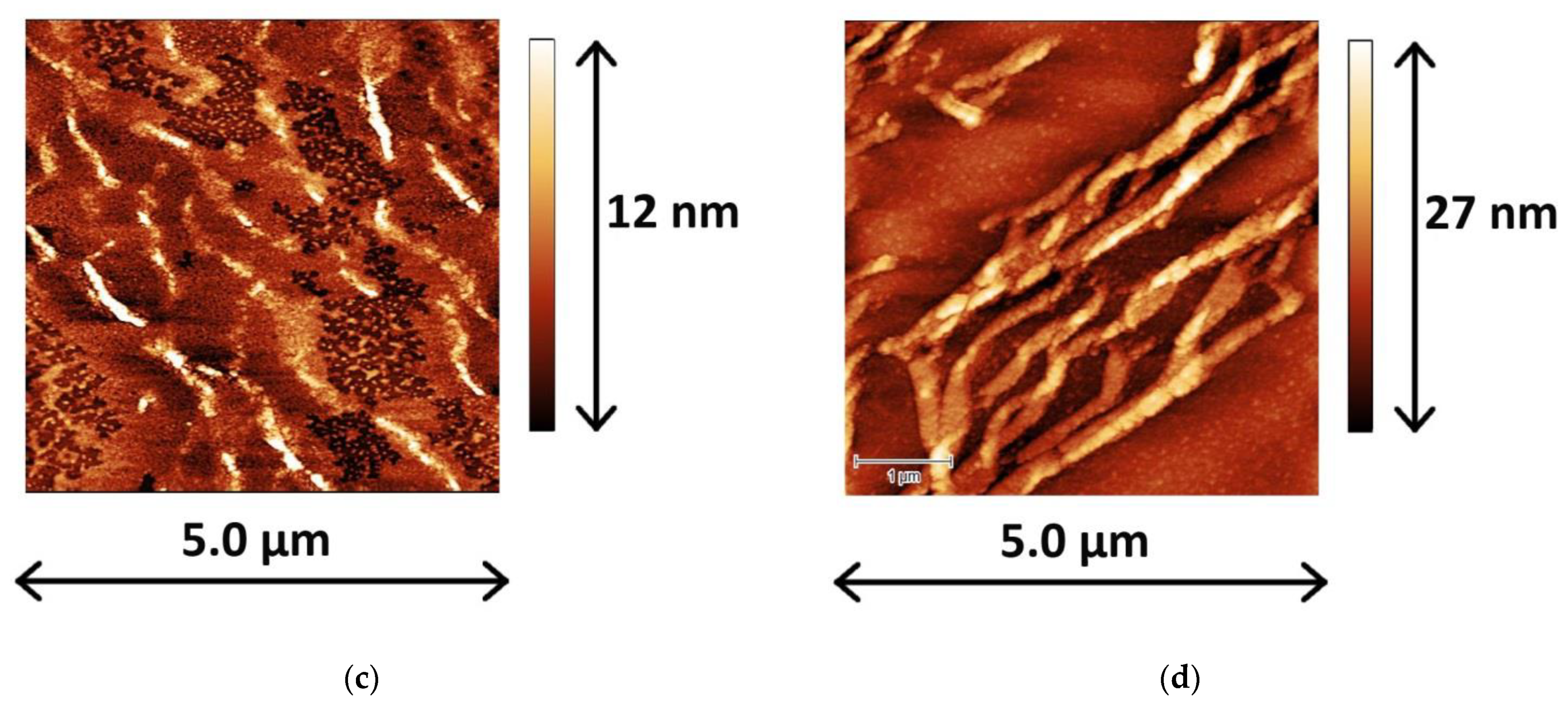 Ijms 23 12377 g003b Ijms 23 12377 g003b