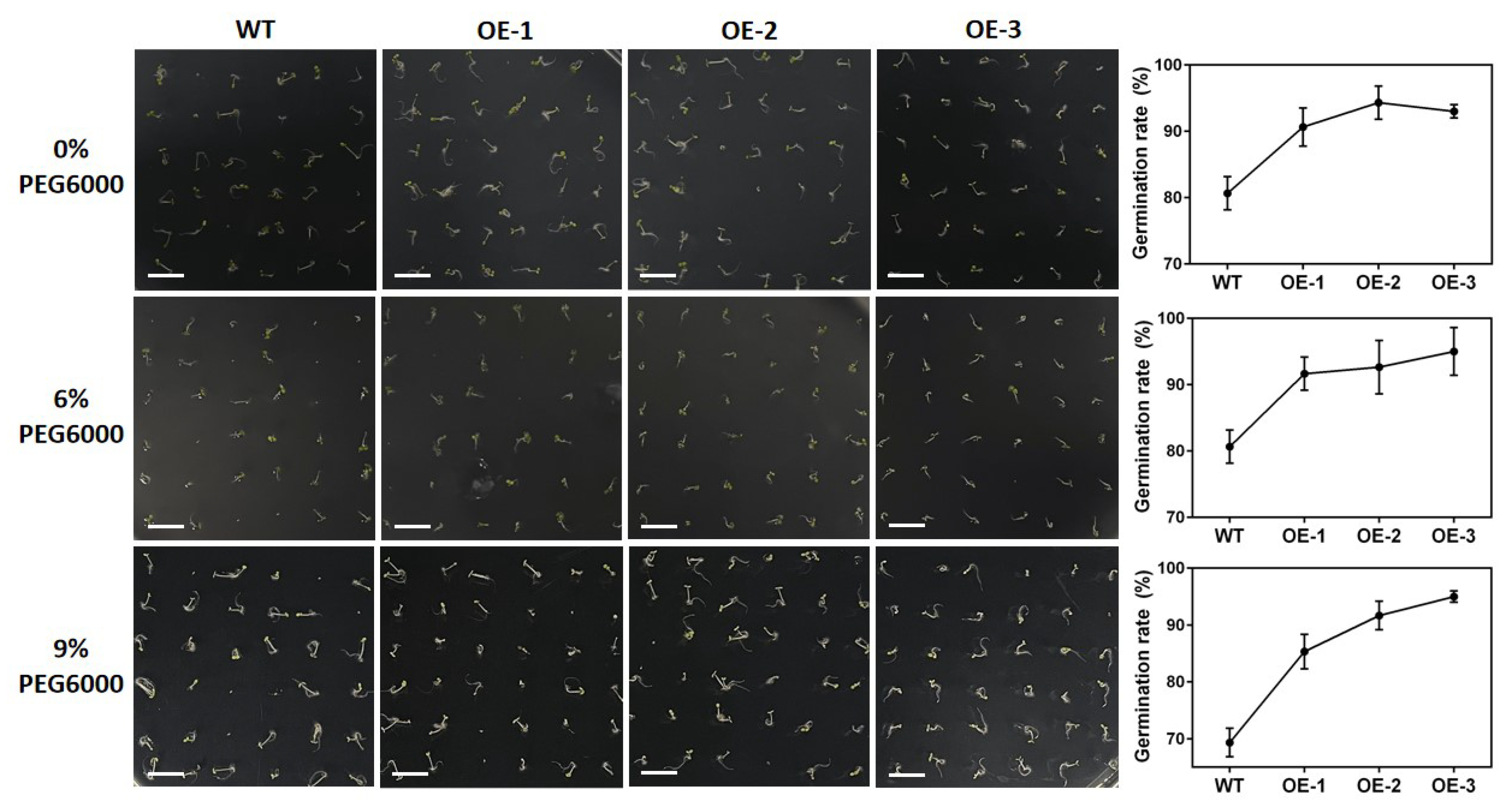 Ijms 23 12378 g011 Ijms 23 12378 g011