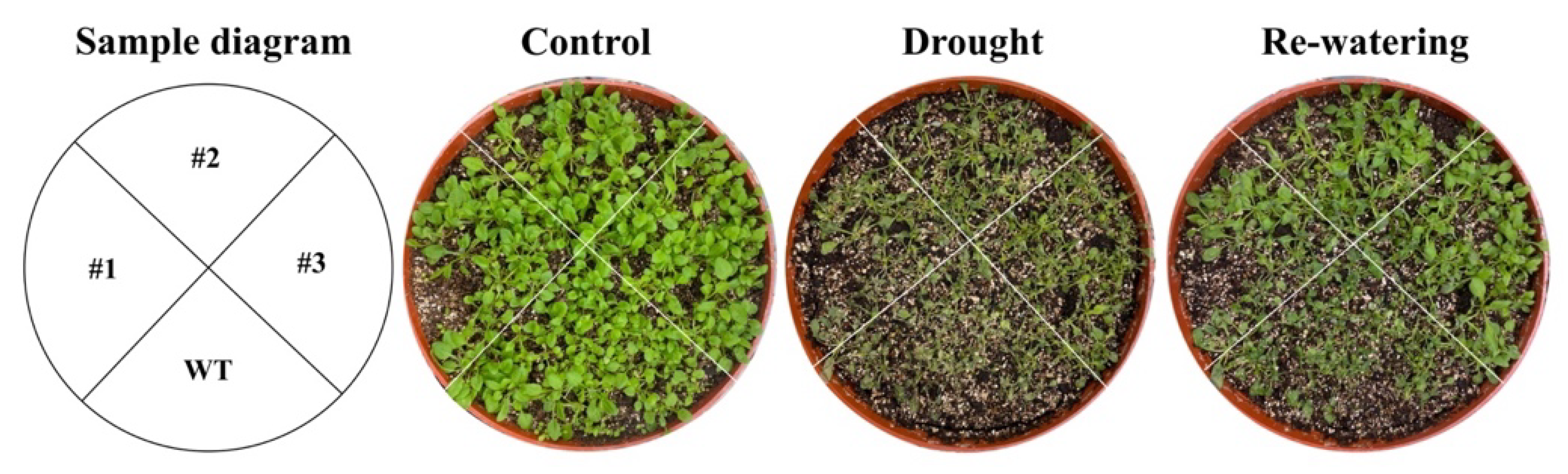 Ijms 23 12378 g013 Ijms 23 12378 g013