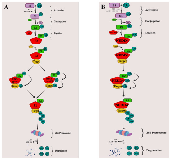 Unraveling the Potential Role of NEDD4-like E3 Ligases in Cancer