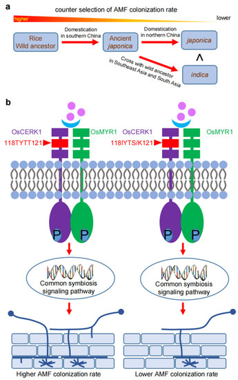 NEWS A Critical Review of Recent Advances in Maize Stress