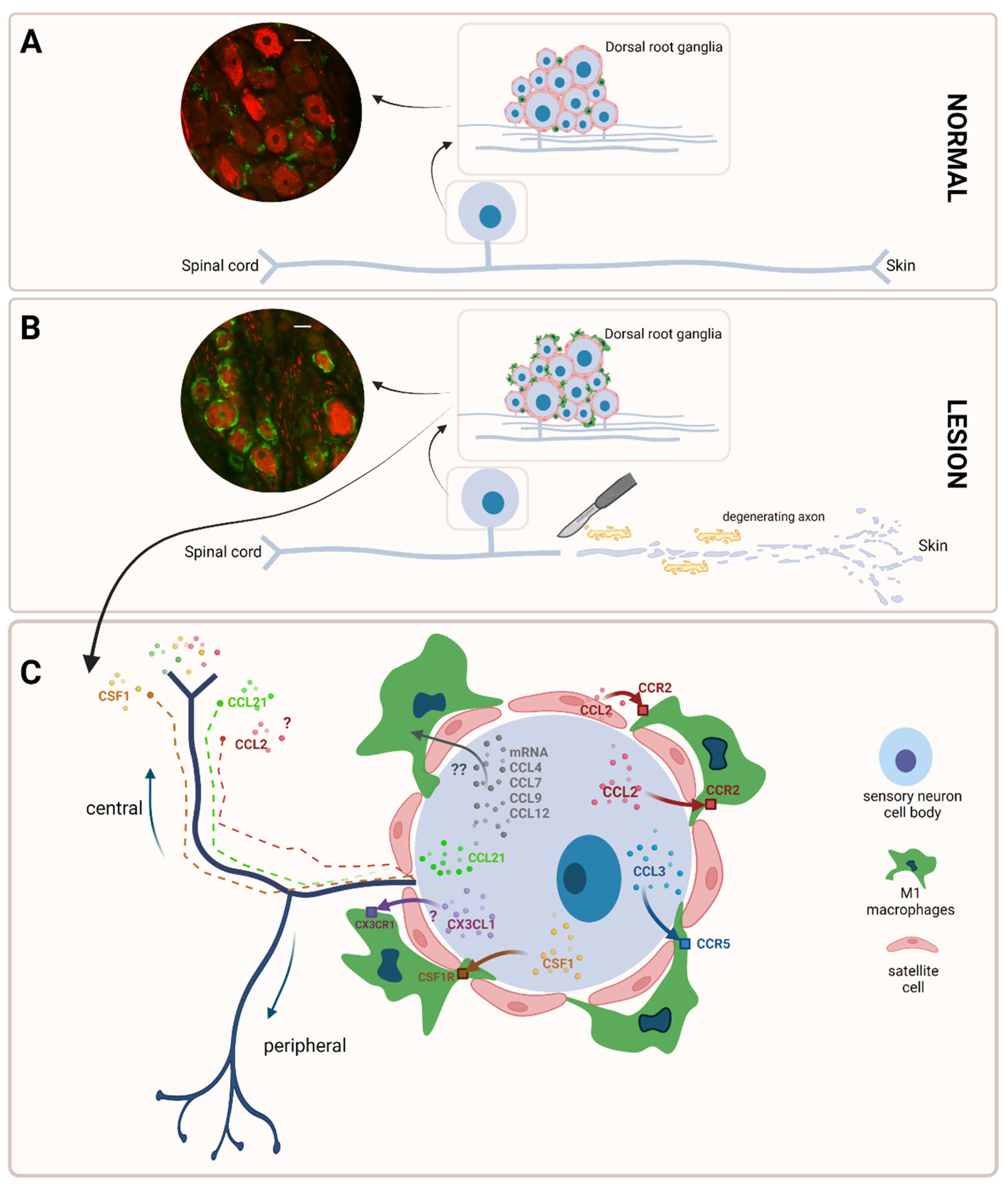 Ijms 23 12389 g003 Ijms 23 12389 g003