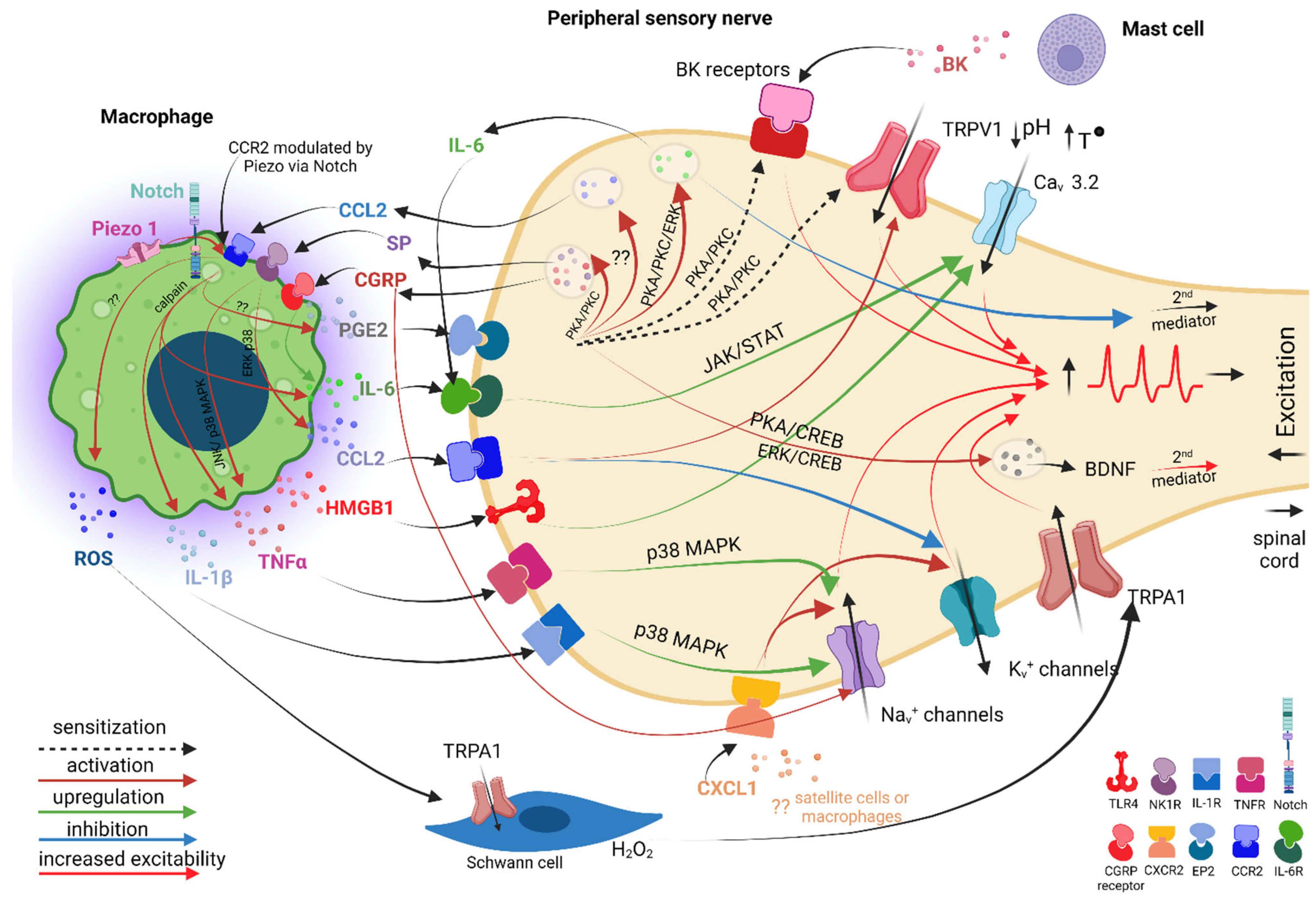 Ijms 23 12389 g004 Ijms 23 12389 g004