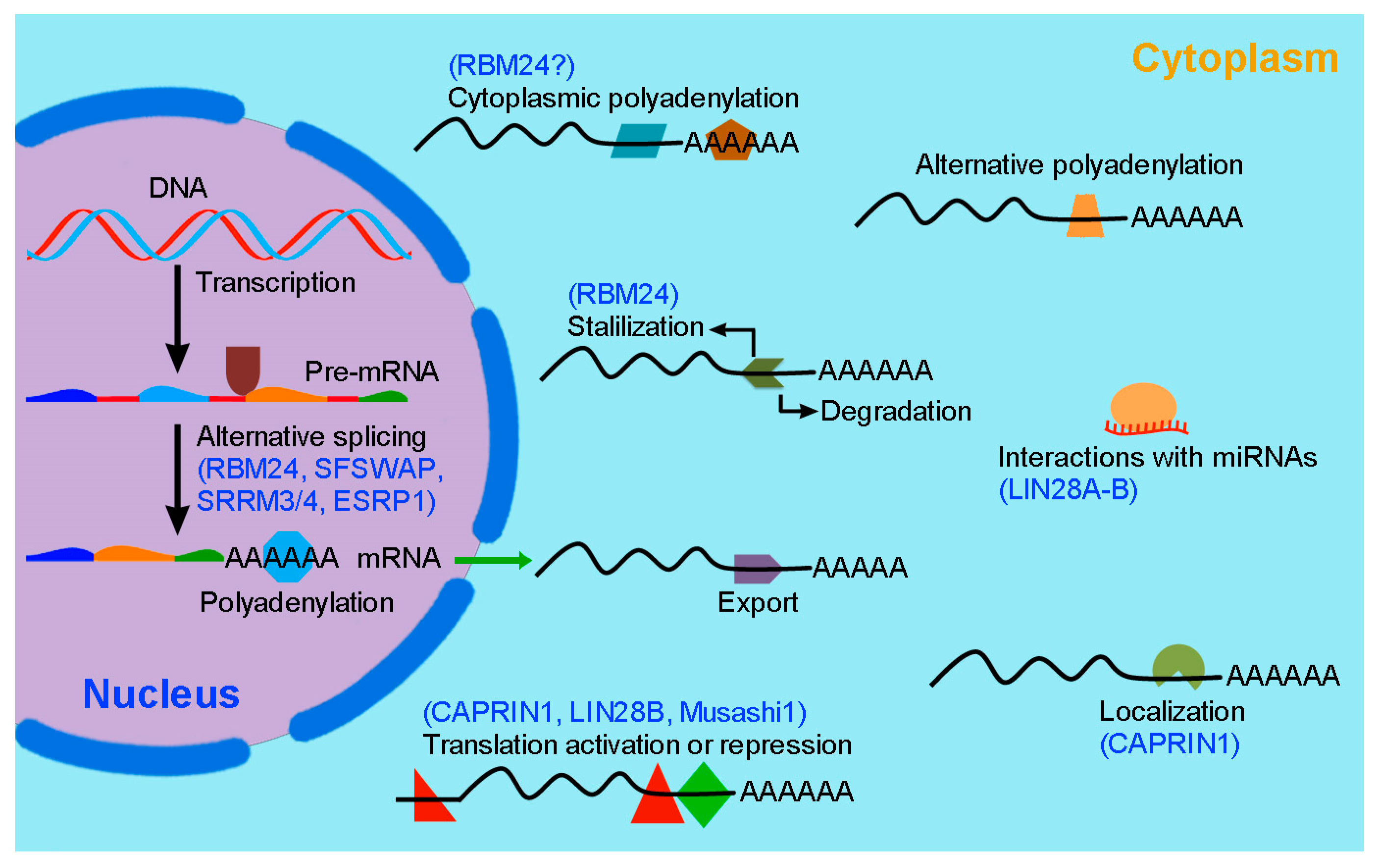 IJMS Free FullText Emerging Roles of RNABinding Proteins in Inner