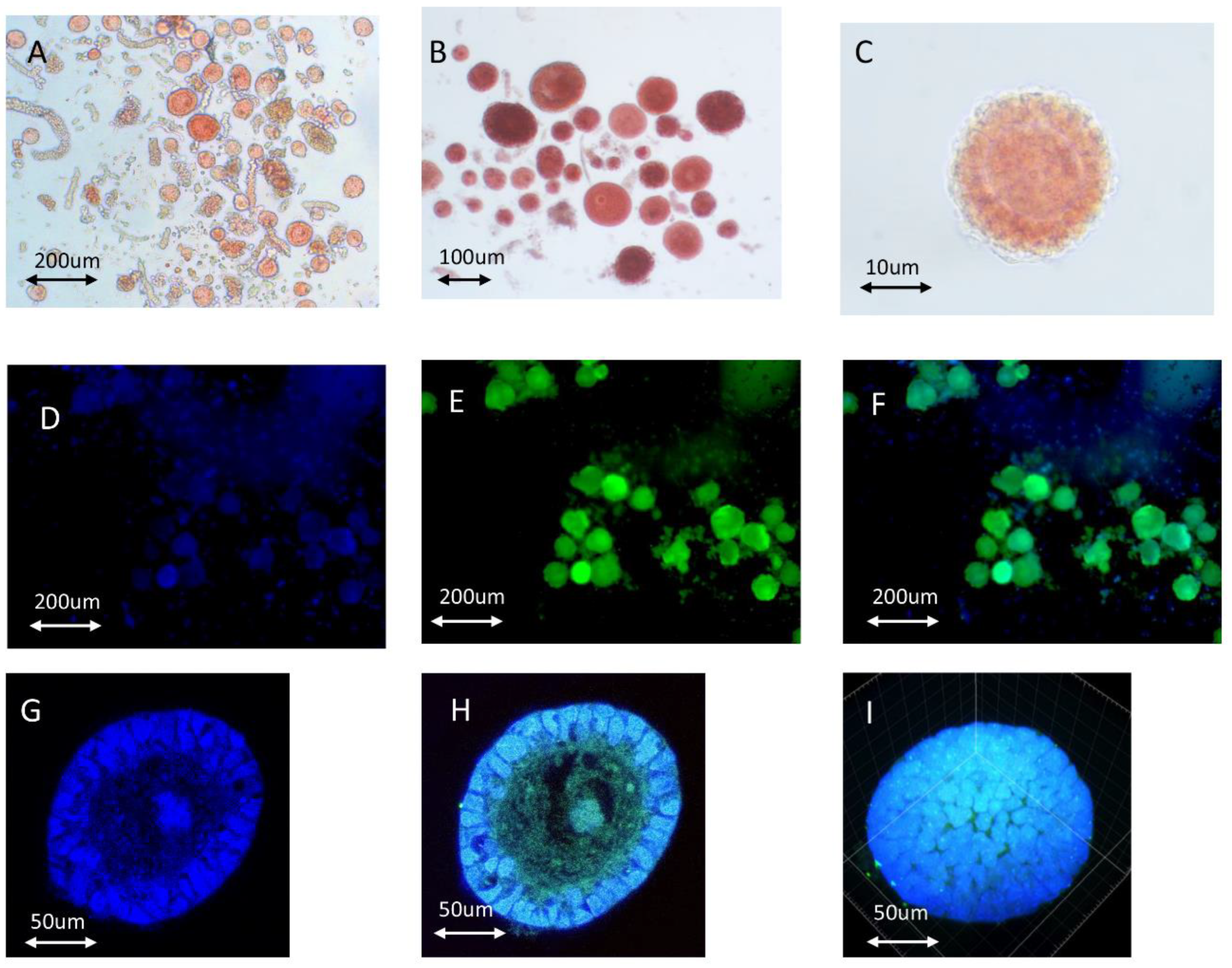 Ijms 23 12419 g001 Ijms 23 12419 g001