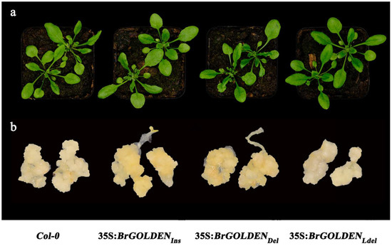 アバ Mapping and Validation of BrGOLDEN: A Dominant Gene
