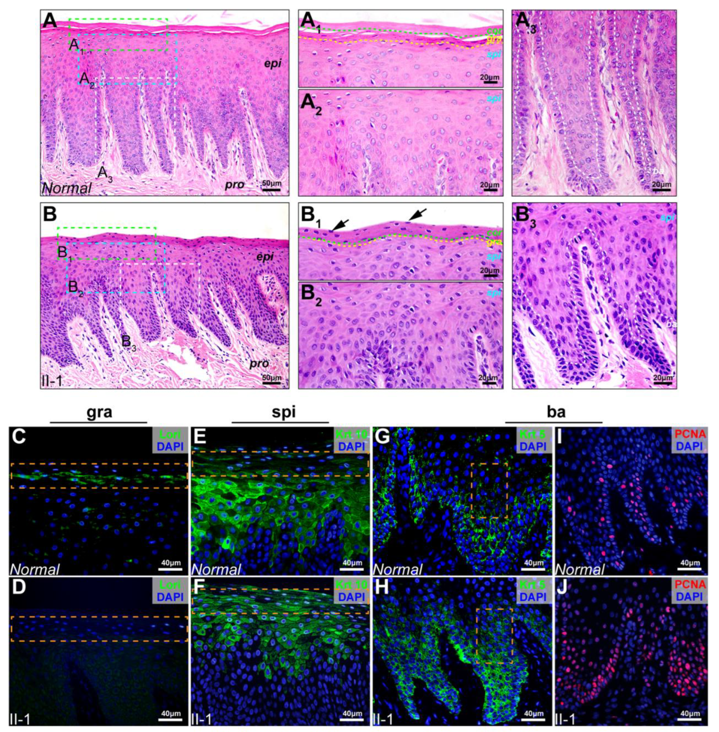 Ijms 23 12465 g004a Ijms 23 12465 g004a