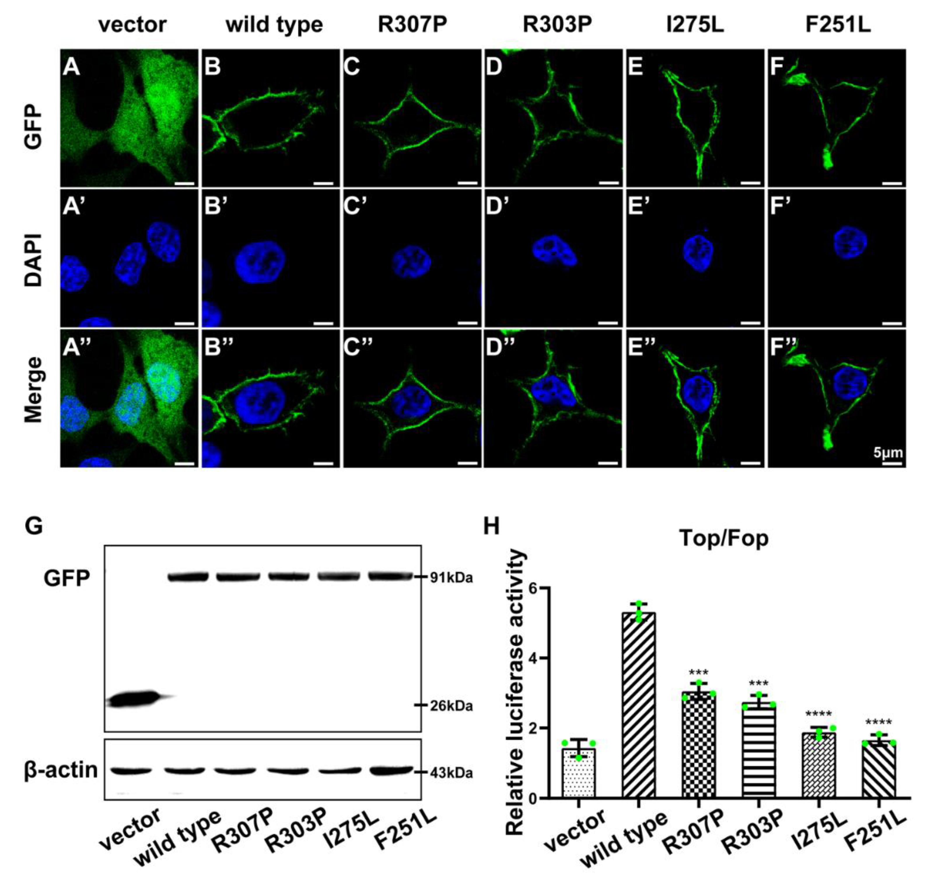 Ijms 23 12465 g005 Ijms 23 12465 g005