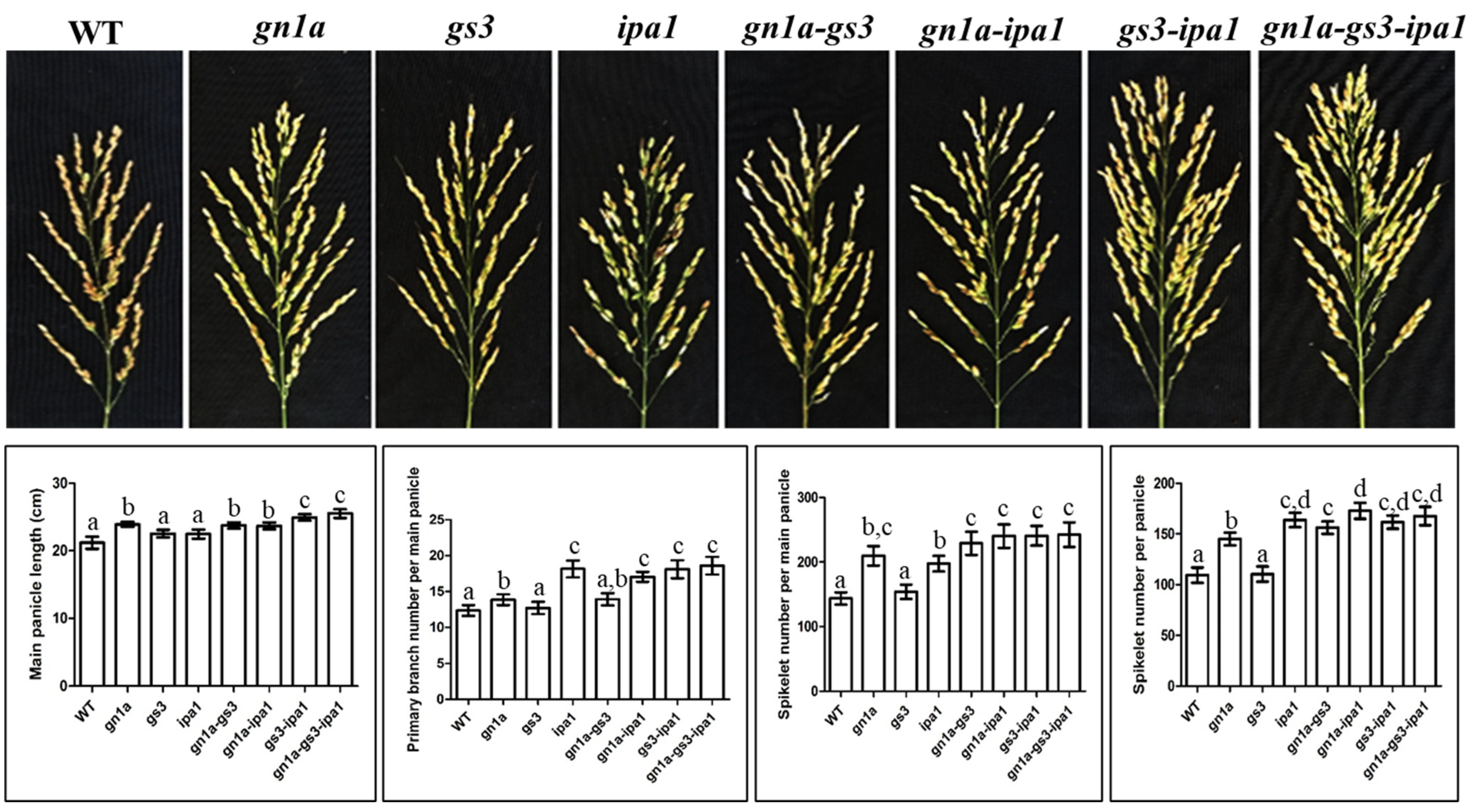 Ijms 23 12478 g001 Ijms 23 12478 g001