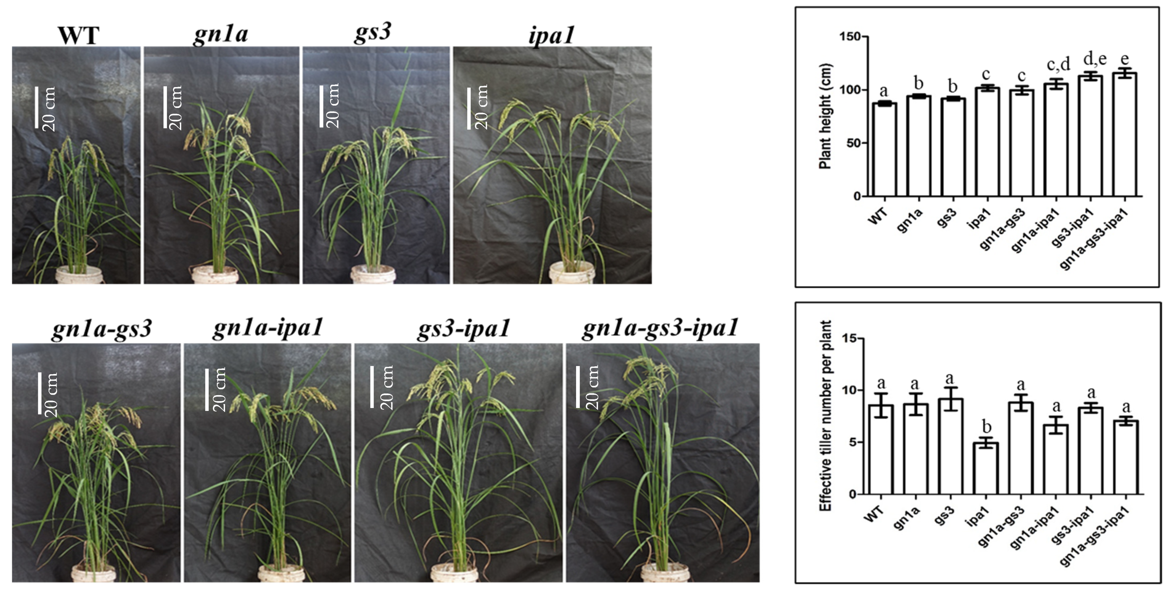 Ijms 23 12478 g003 Ijms 23 12478 g003