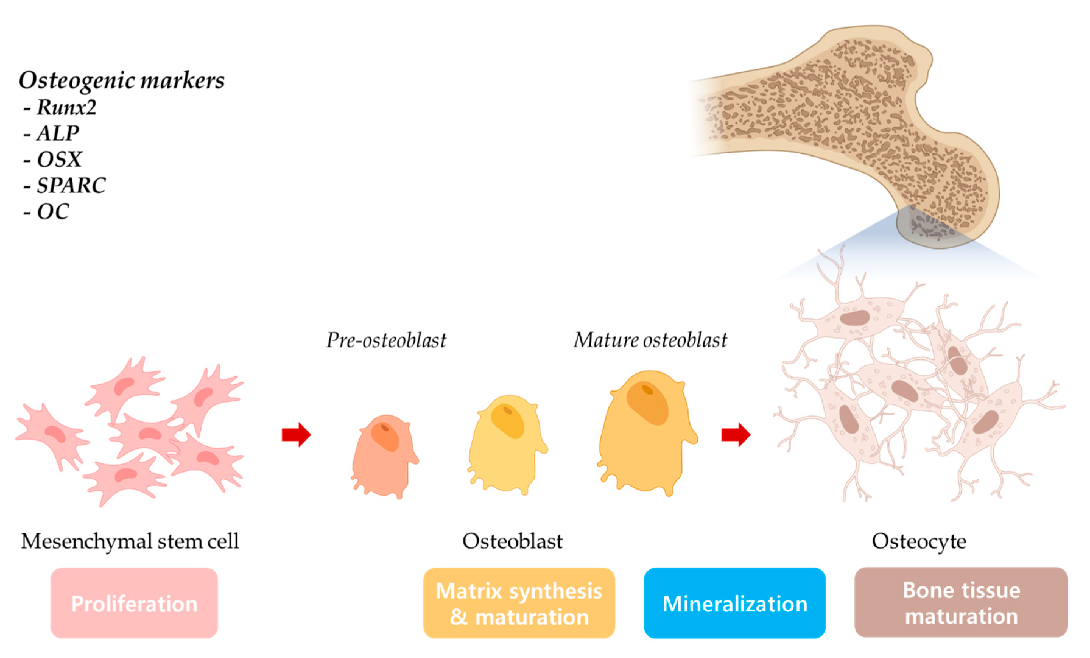 Ijms 23 12490 sch001