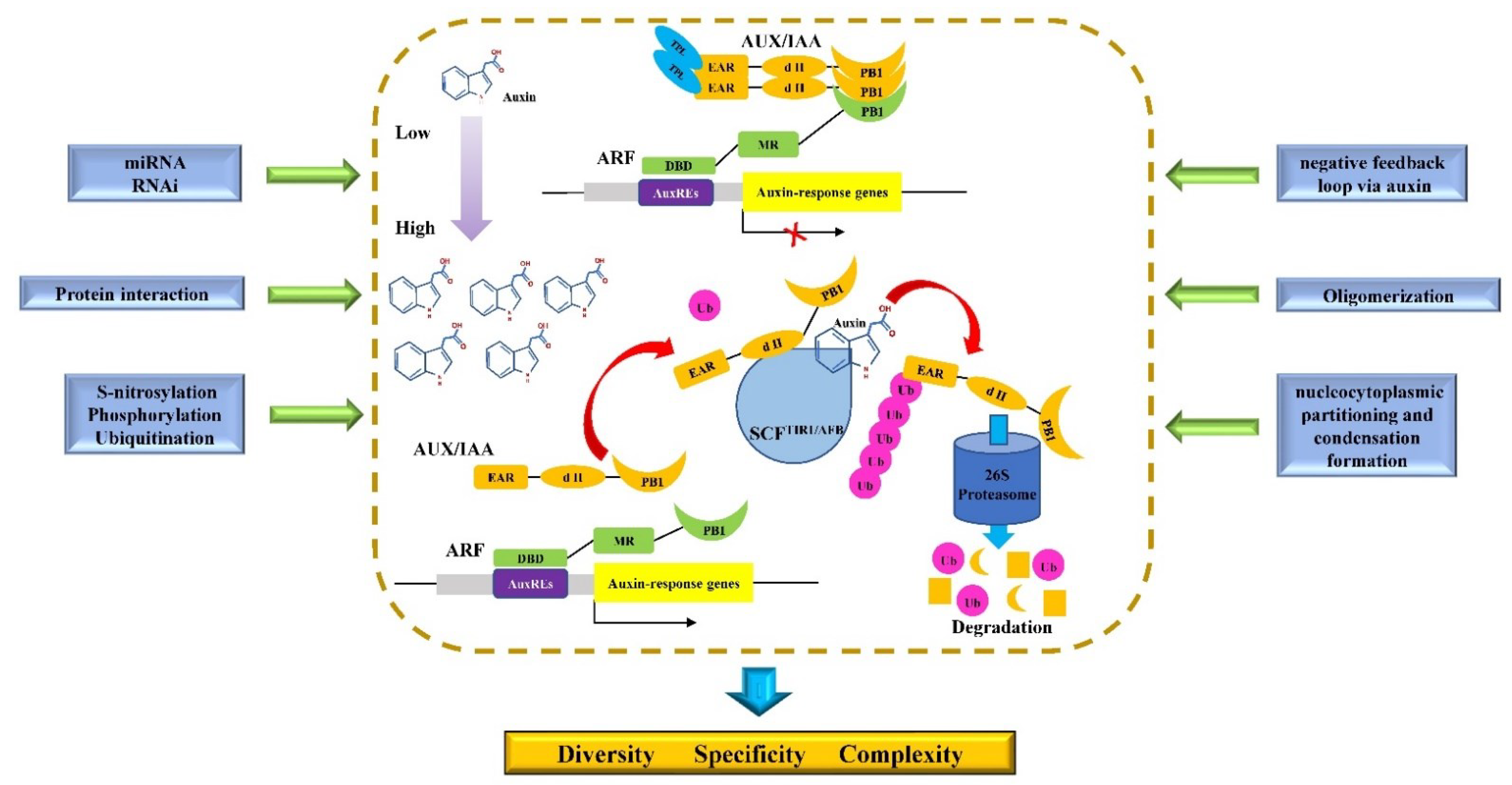 IJMS | Free Full-Text | Molecular Mechanisms of Diverse Auxin Responses ...