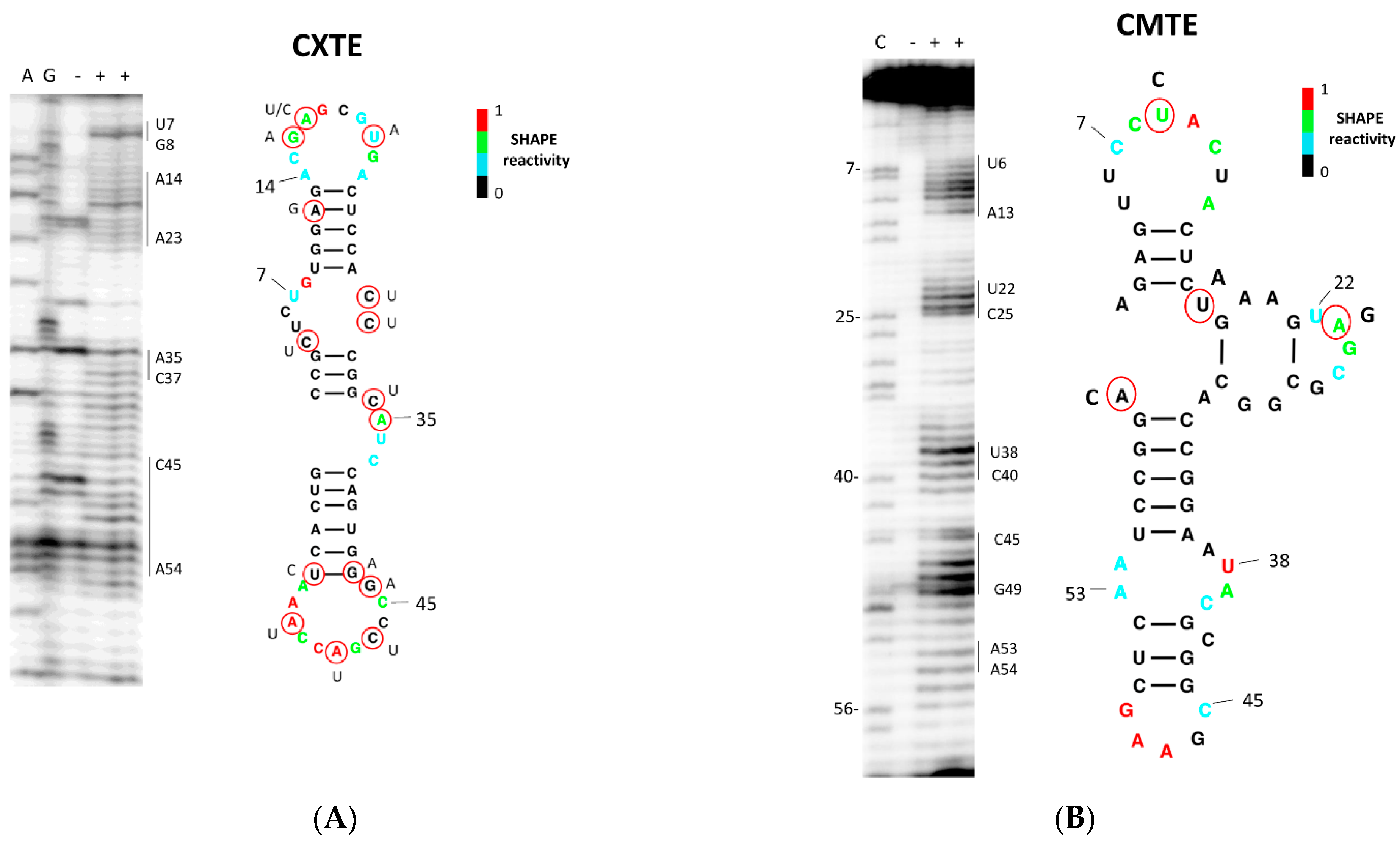 Ijms 23 12503 g005 Ijms 23 12503 g005