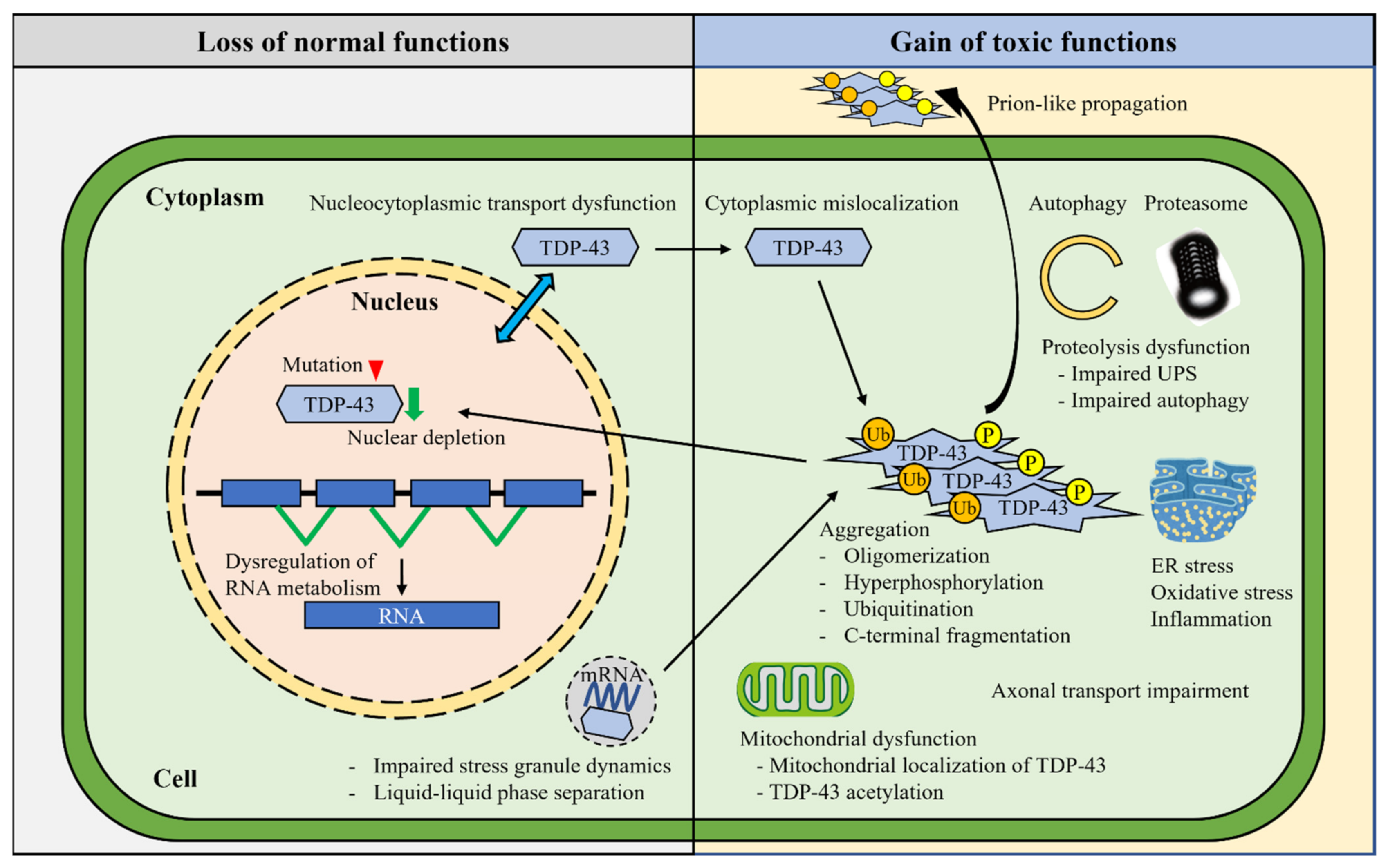 Ijms 23 12508 g002 Ijms 23 12508 g002