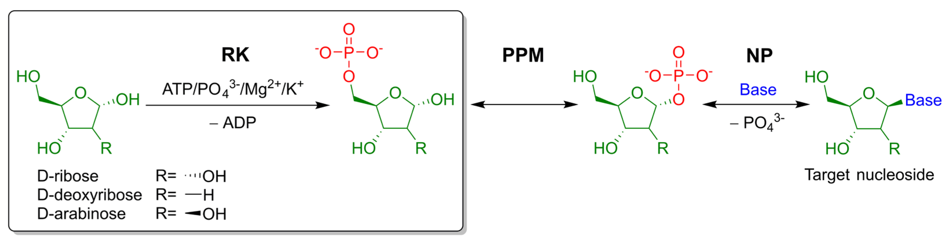 Ijms 23 12540 g001 Ijms 23 12540 g001