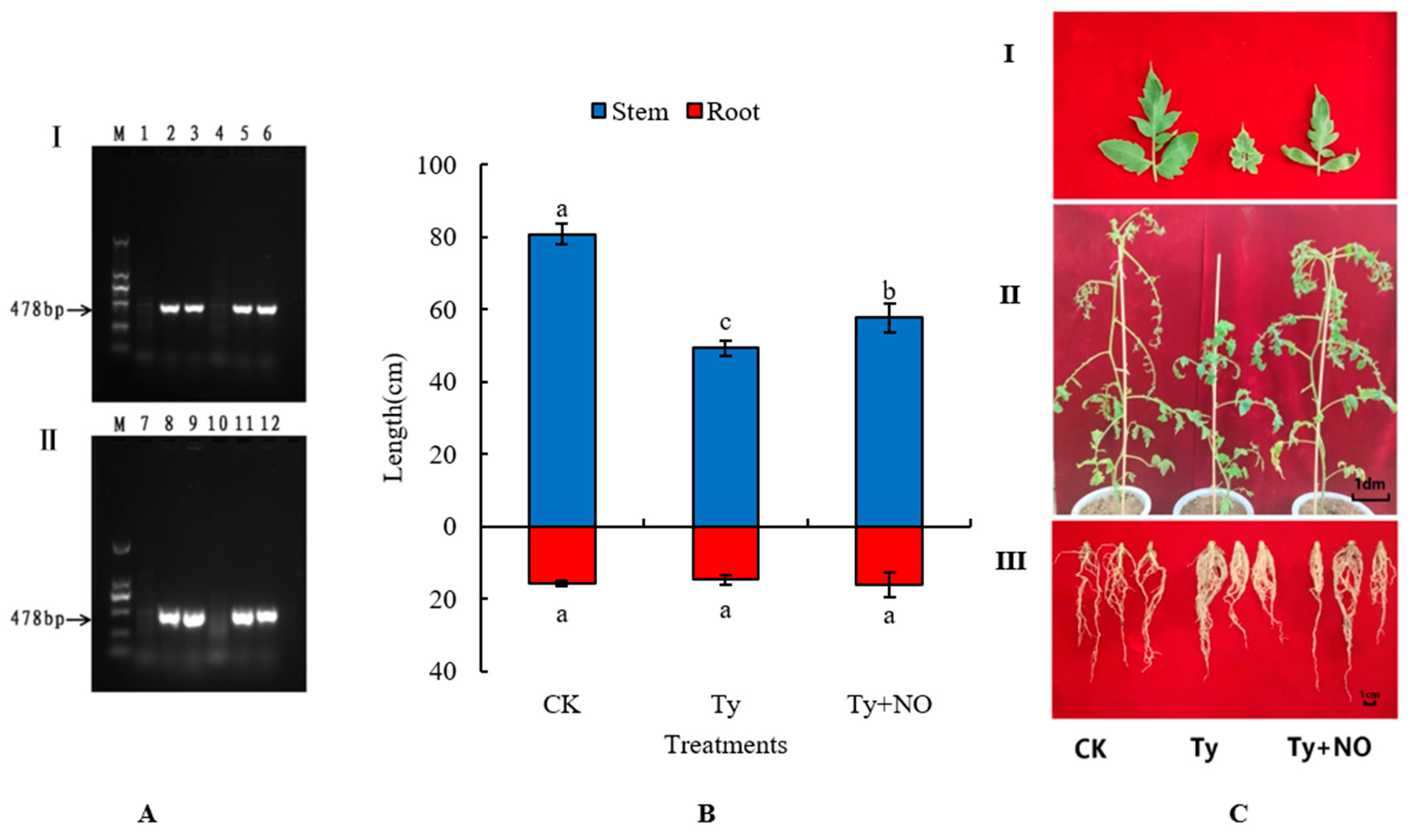 Ijms 23 12542 g001 Ijms 23 12542 g001