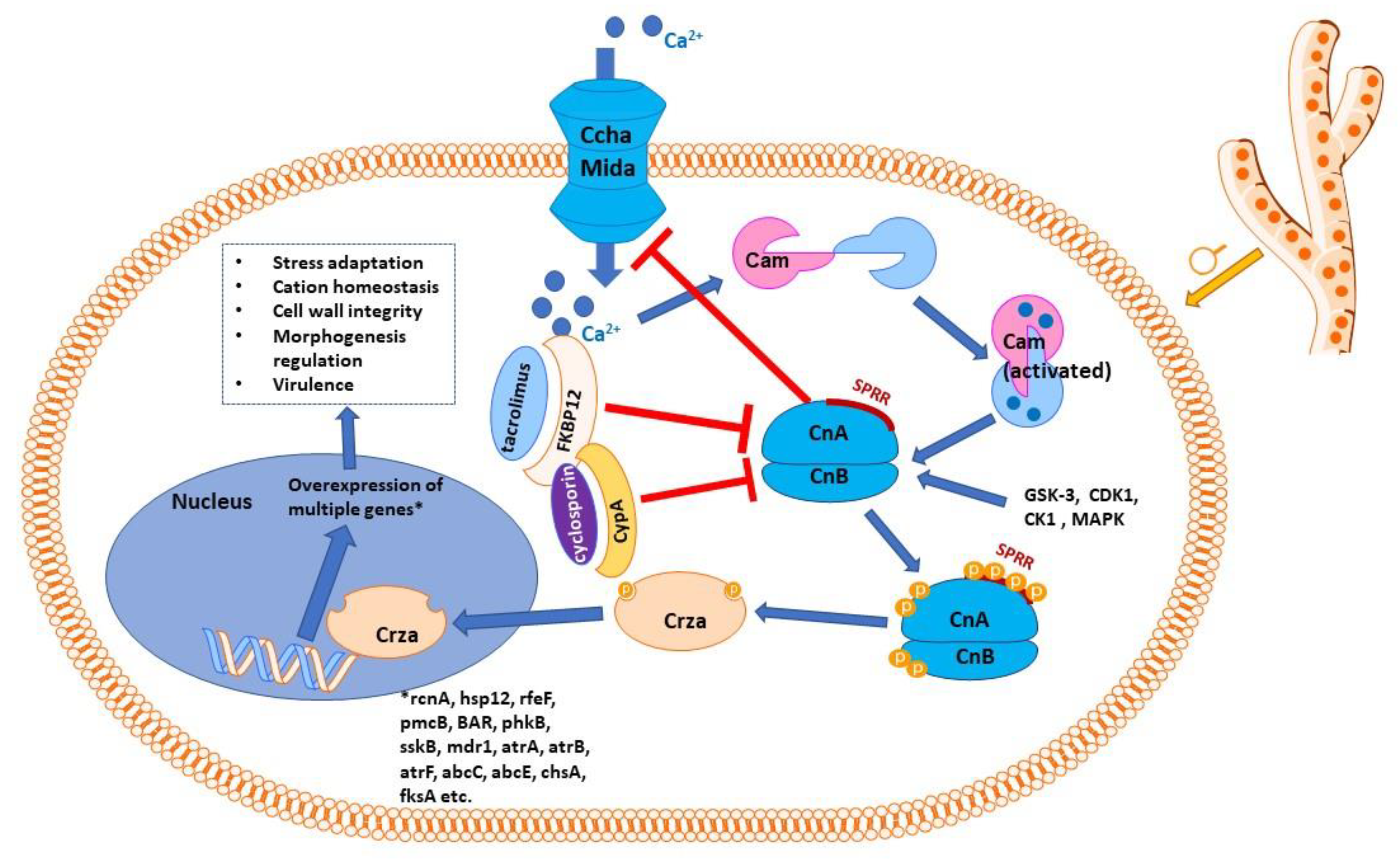 Full article: The Influence Mechanism of Abnormal Immunophilin