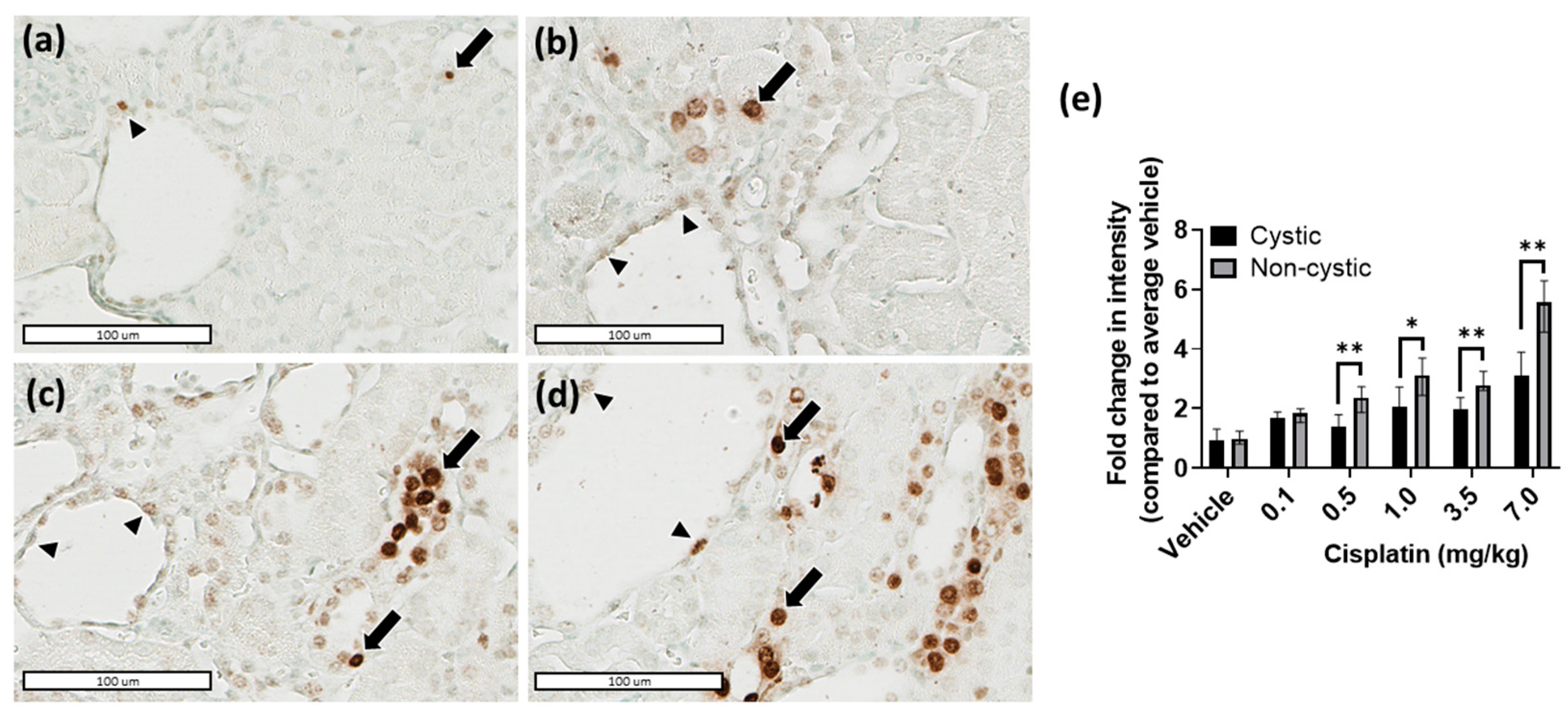 Ijms 23 12547 g001 Ijms 23 12547 g001