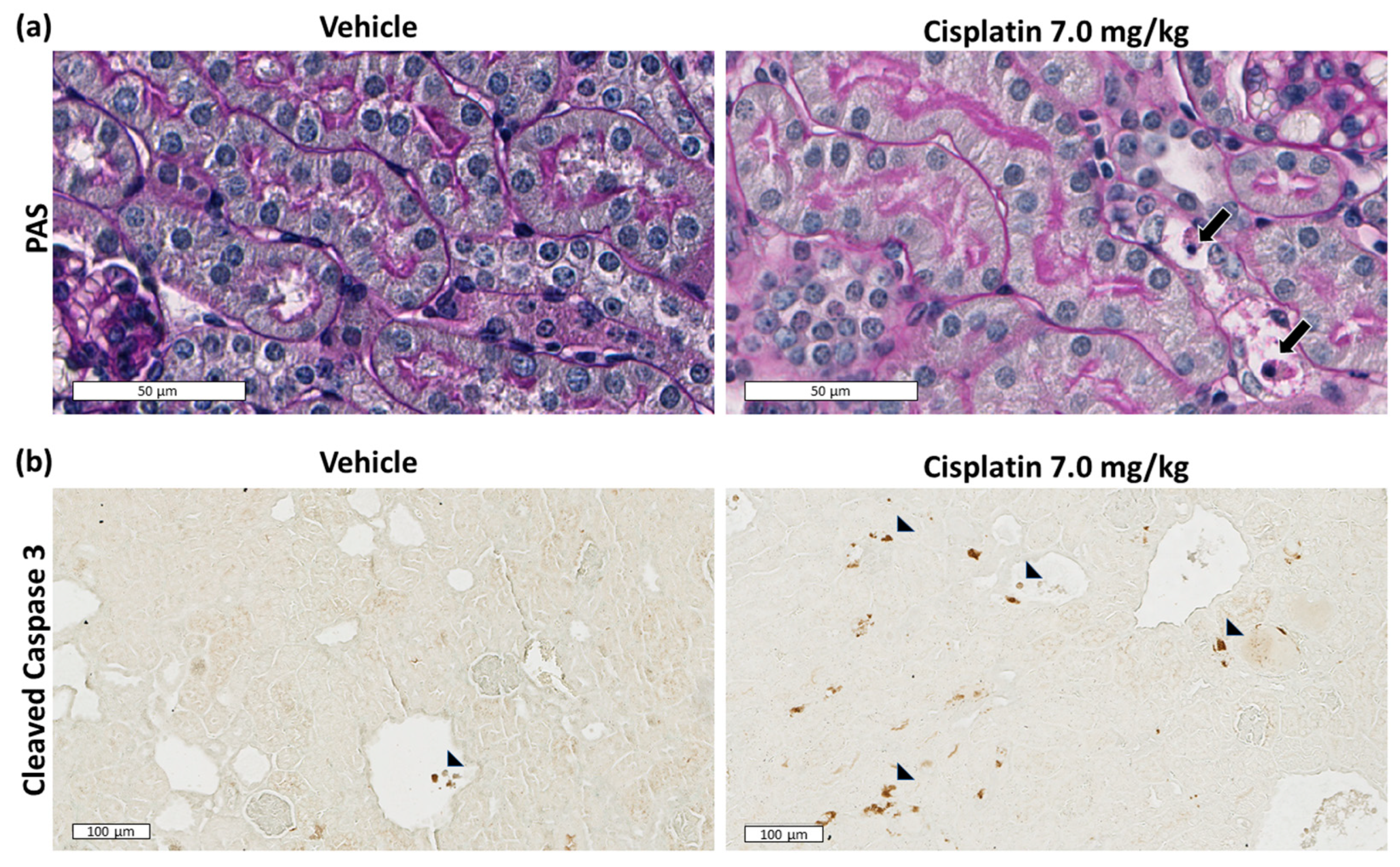 Ijms 23 12547 g002 Ijms 23 12547 g002