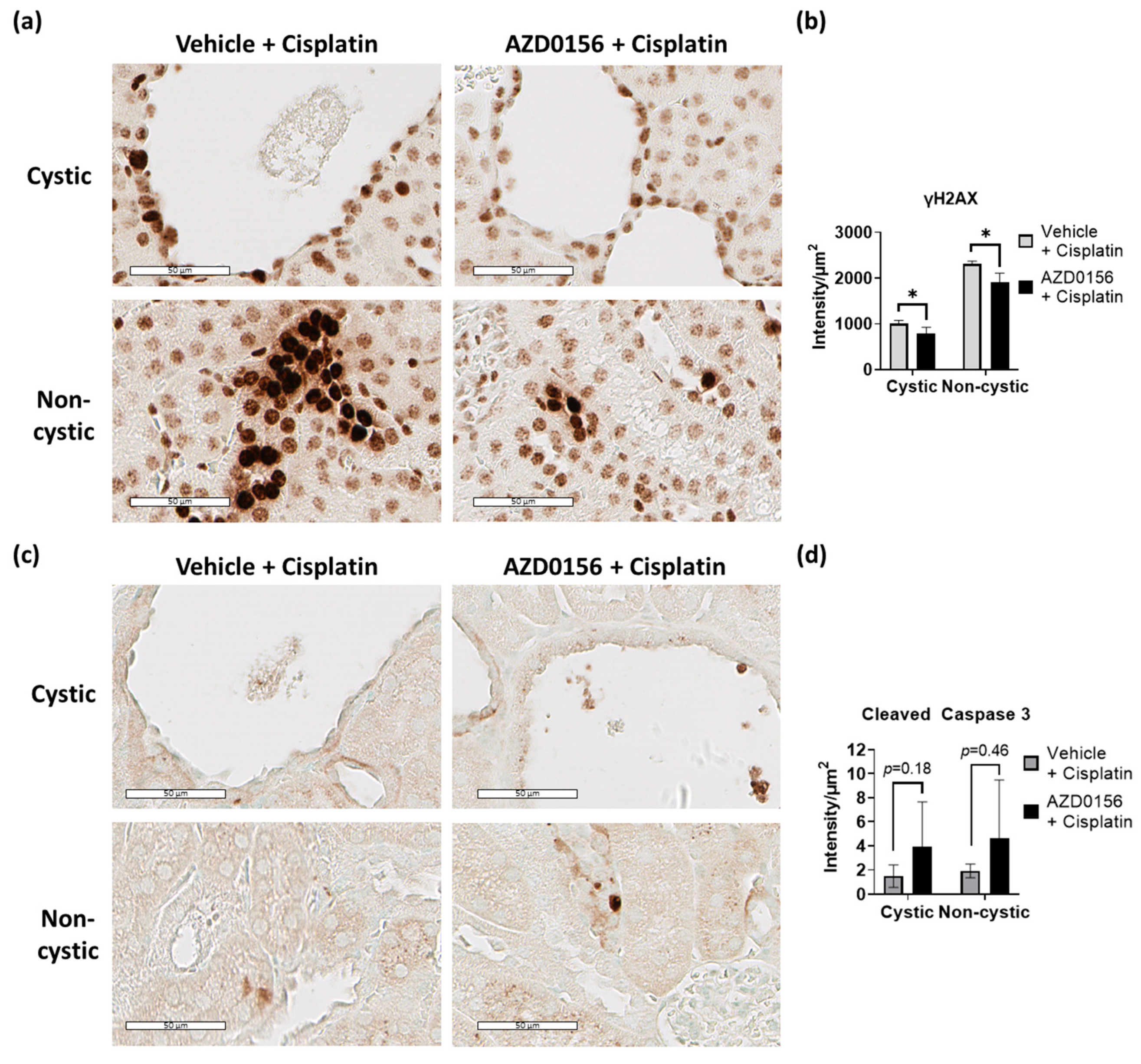 Ijms 23 12547 g006 Ijms 23 12547 g006