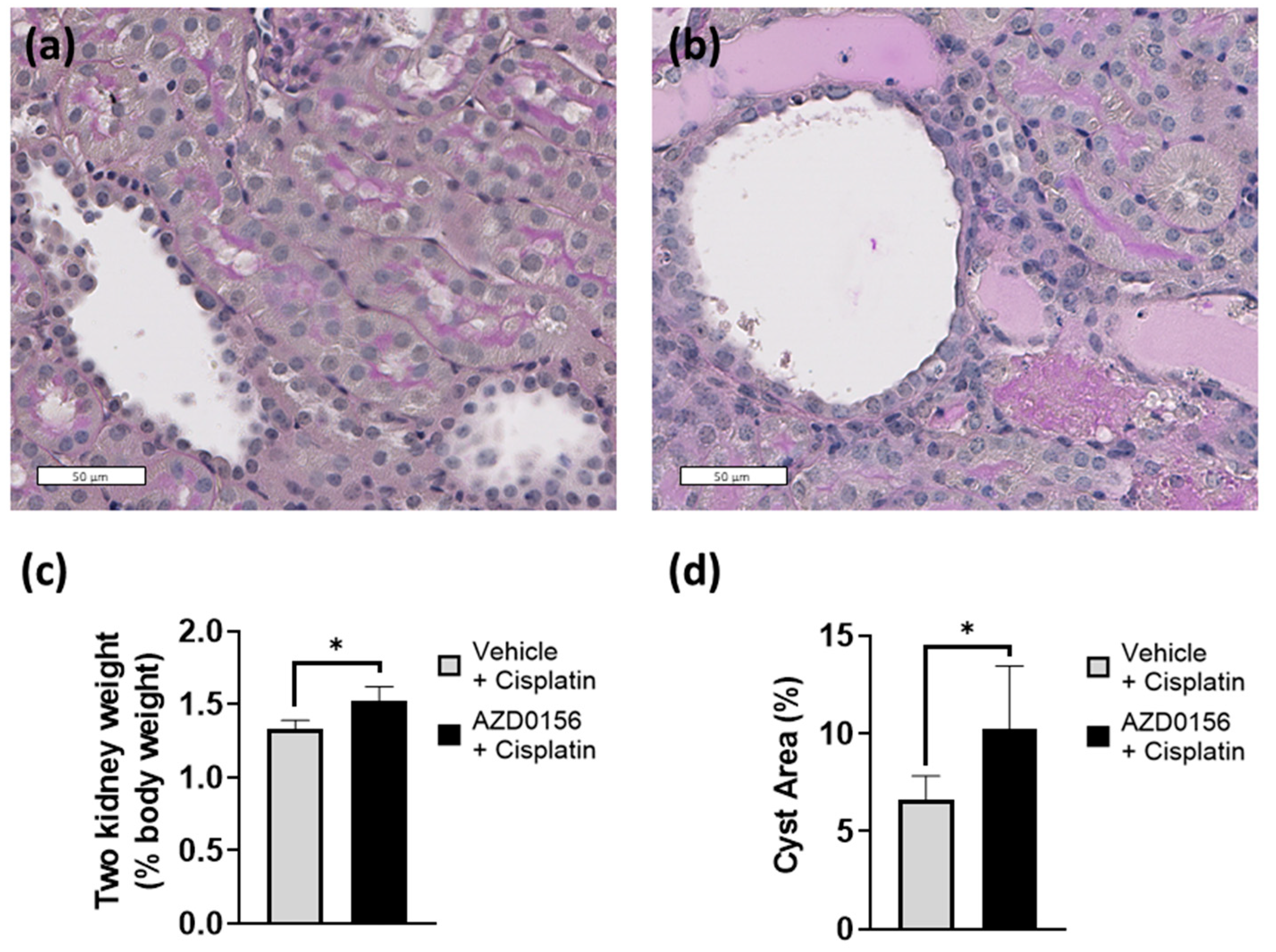 Ijms 23 12547 g007 Ijms 23 12547 g007