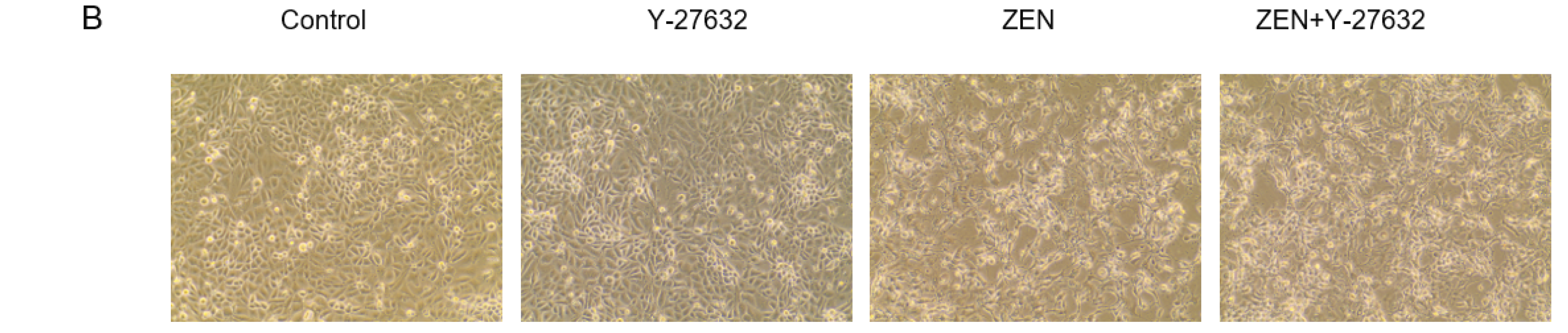 Ijms 23 12550 g006b Ijms 23 12550 g006b