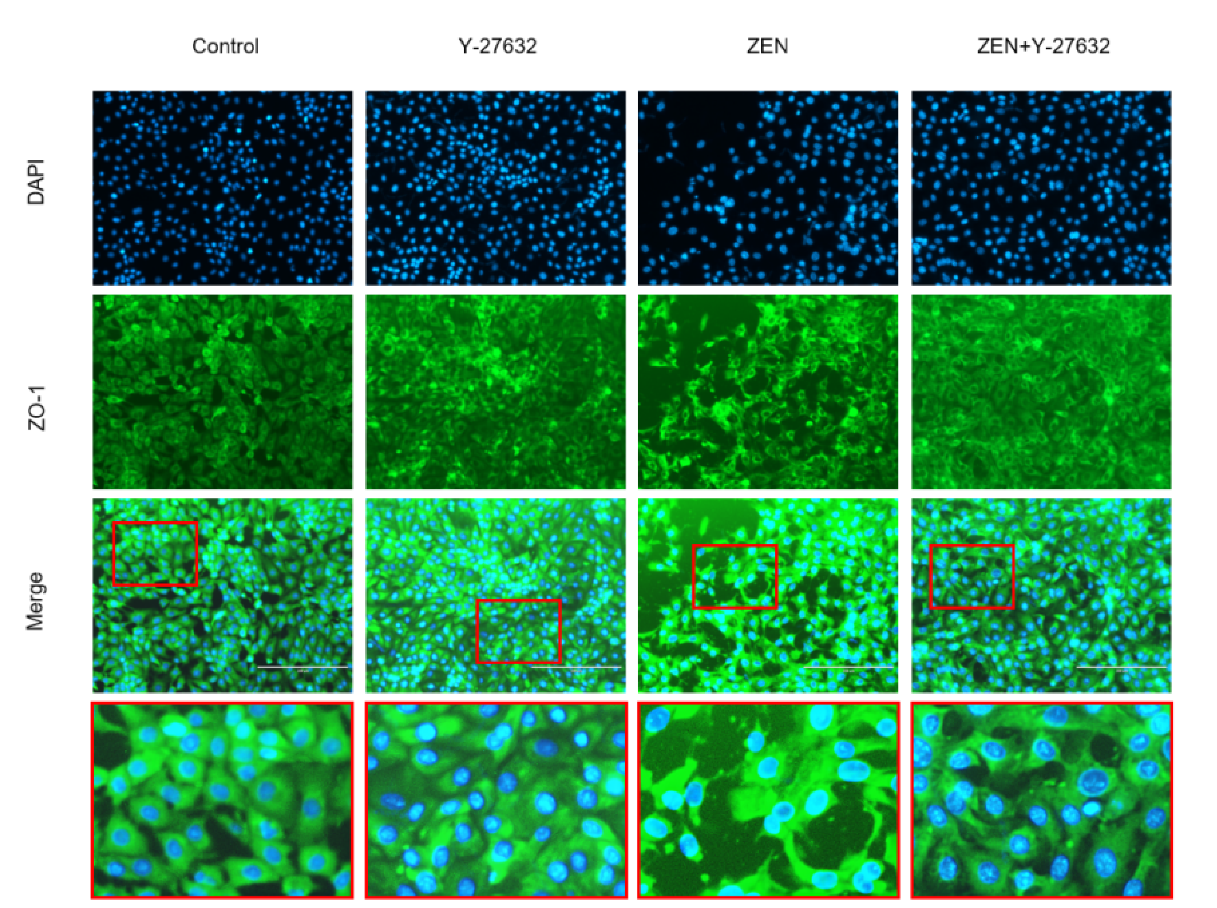 Ijms 23 12550 g008 Ijms 23 12550 g008