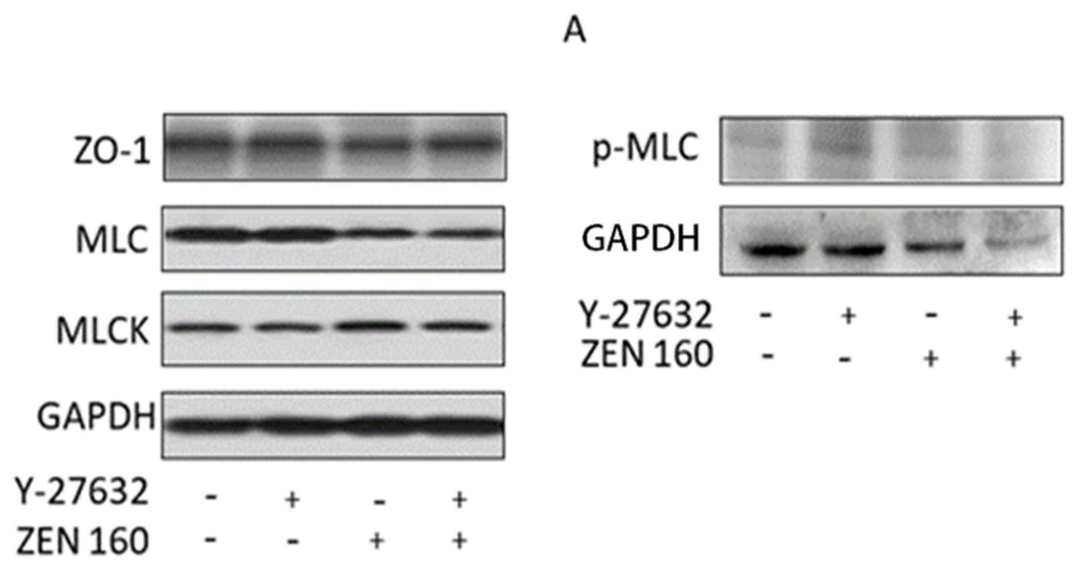 Ijms 23 12550 g009a Ijms 23 12550 g009a