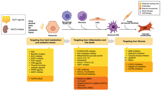 The Molecular Mechanisms of Liver Fibrosis and Its Potential Therapy in ...
