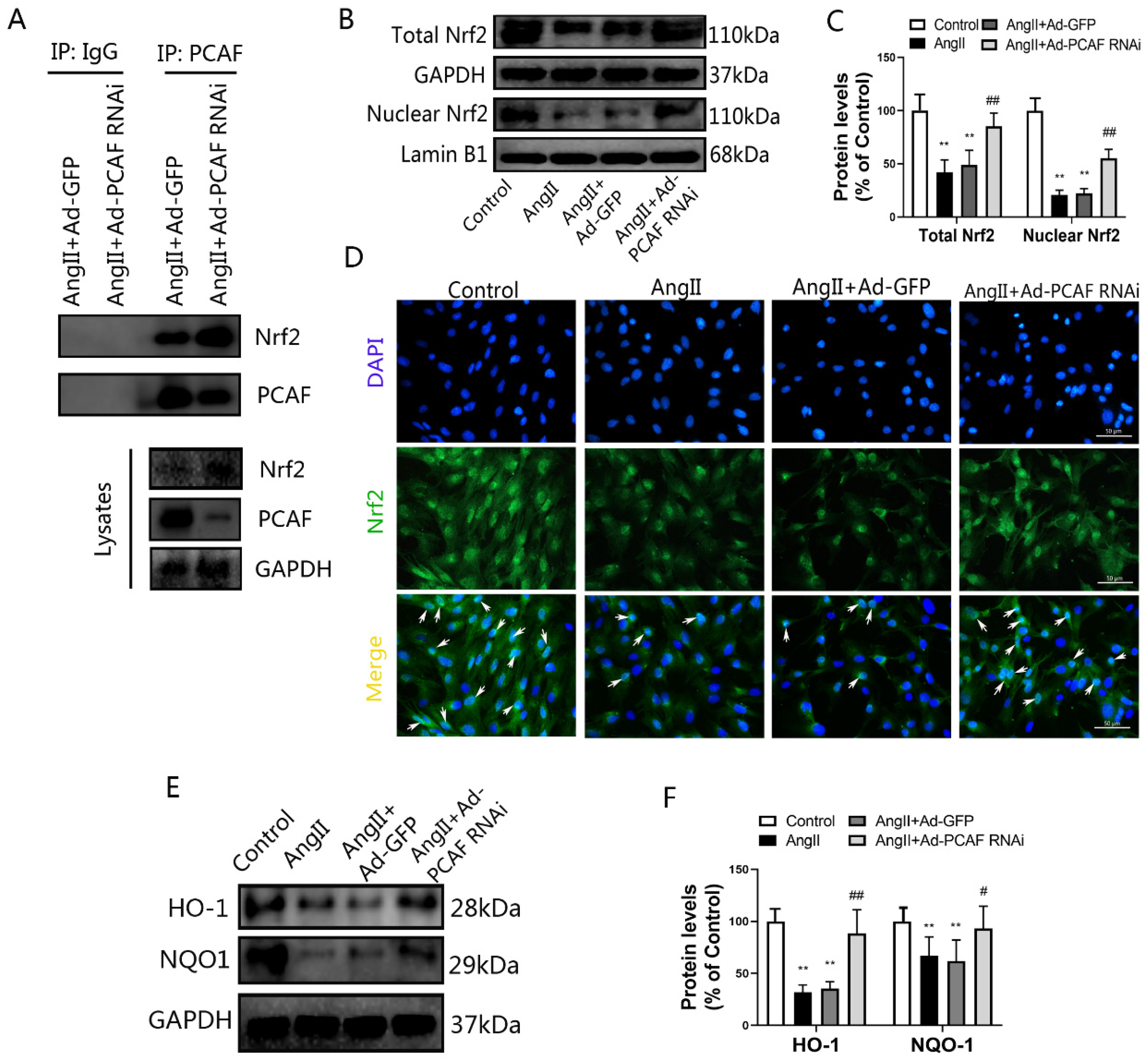 Ijms 23 12574 g005 Ijms 23 12574 g005