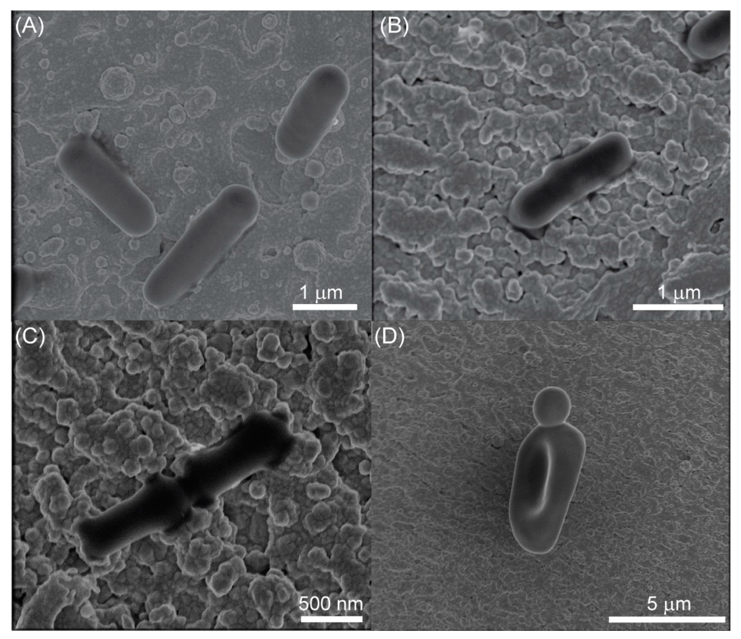 Ijms 23 12576 g001 Ijms 23 12576 g001