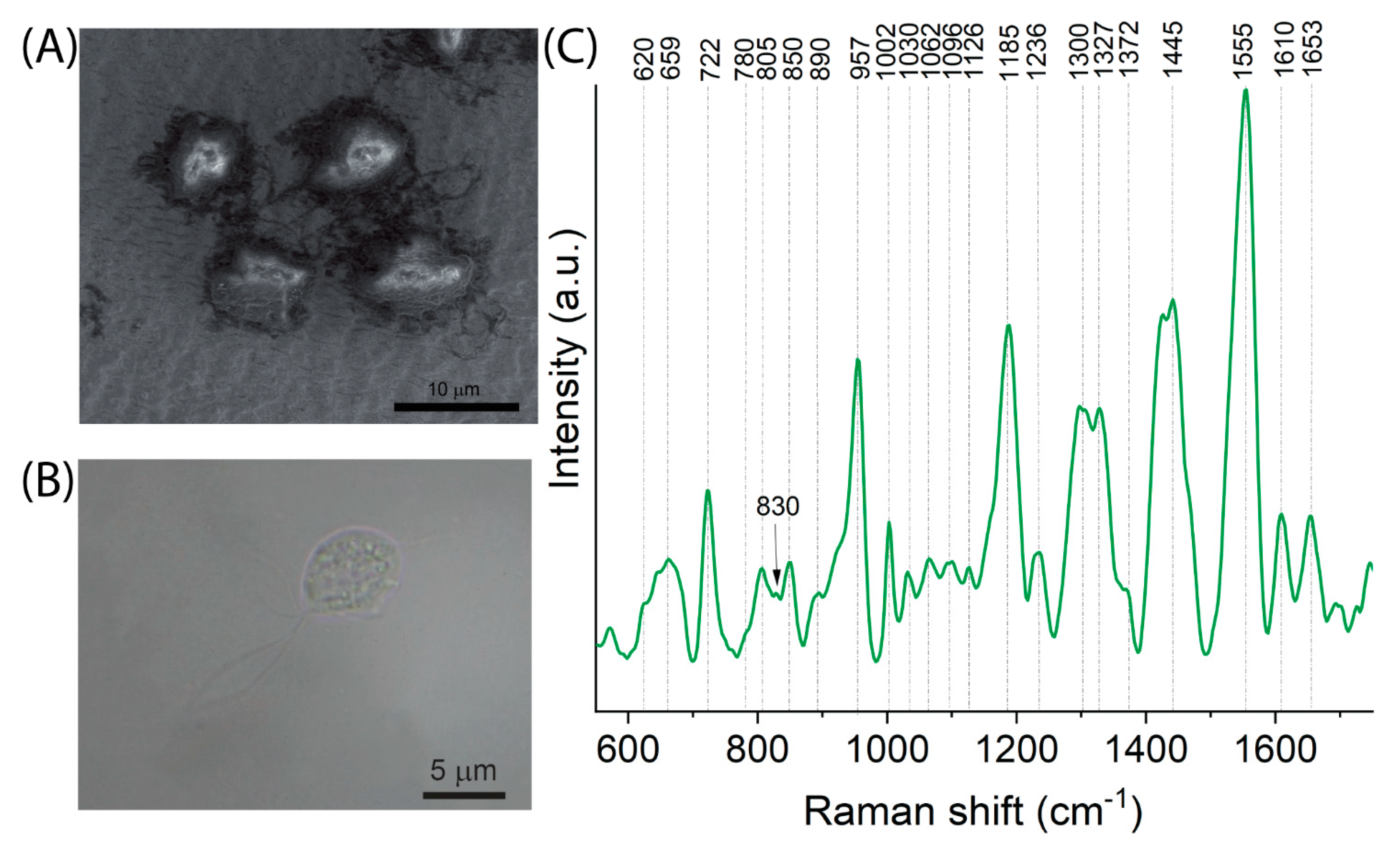 Ijms 23 12576 g006 Ijms 23 12576 g006