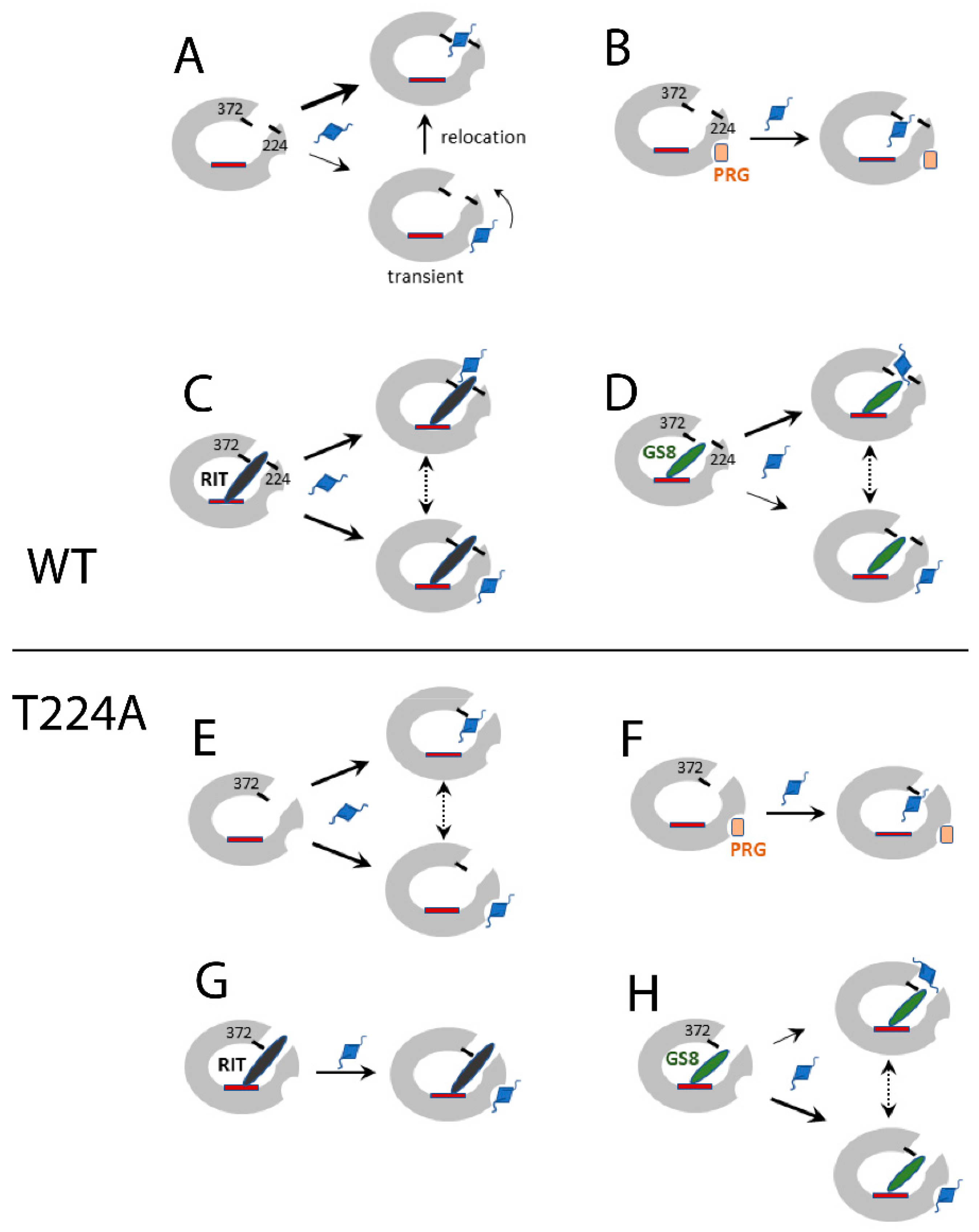 Ijms 23 12591 g007 Ijms 23 12591 g007