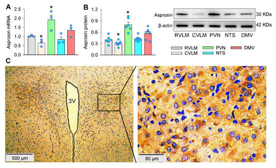 Asprosin in the Paraventricular Nucleus Induces Sympathetic