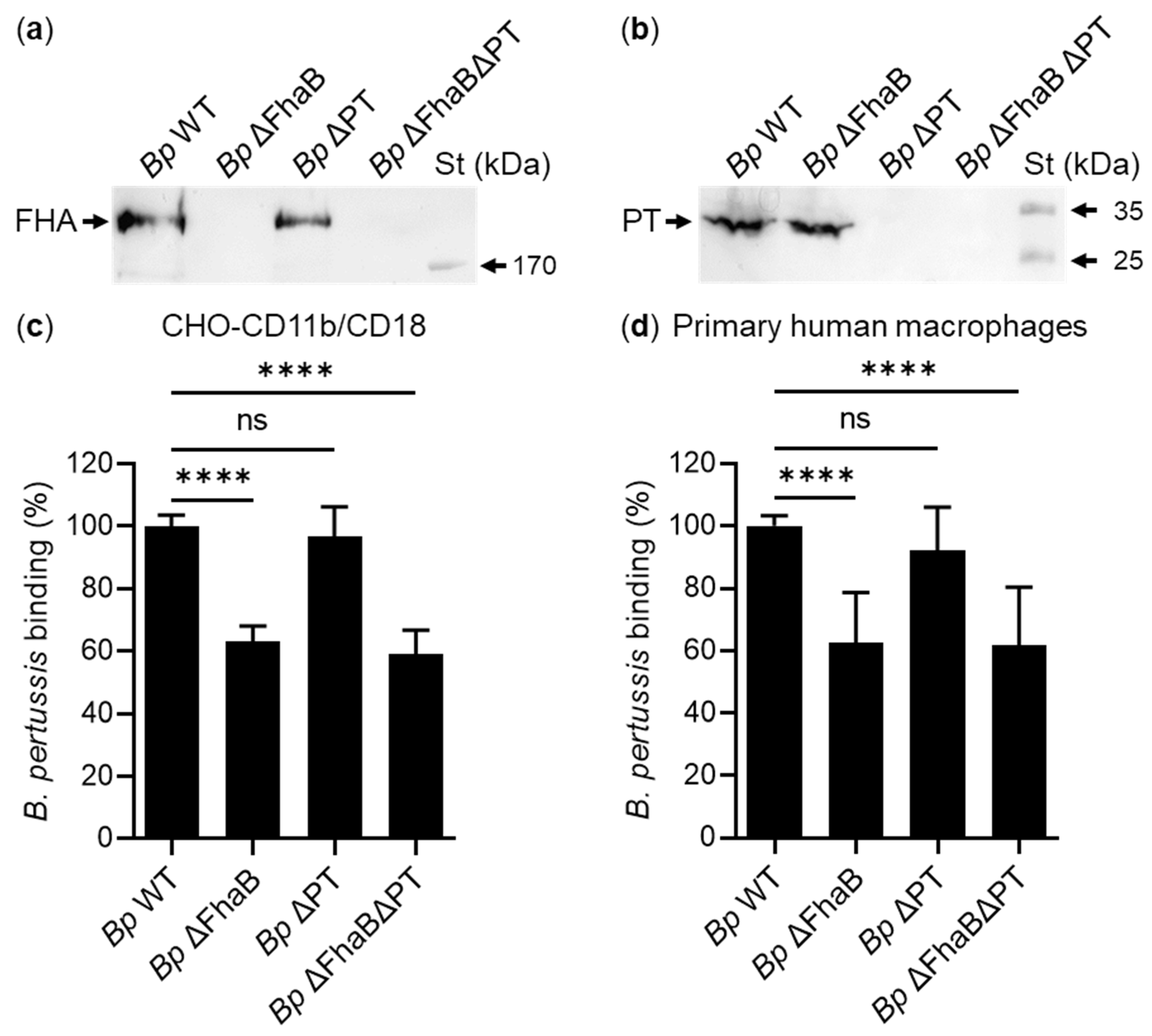 Ijms 23 12598 g004 Ijms 23 12598 g004