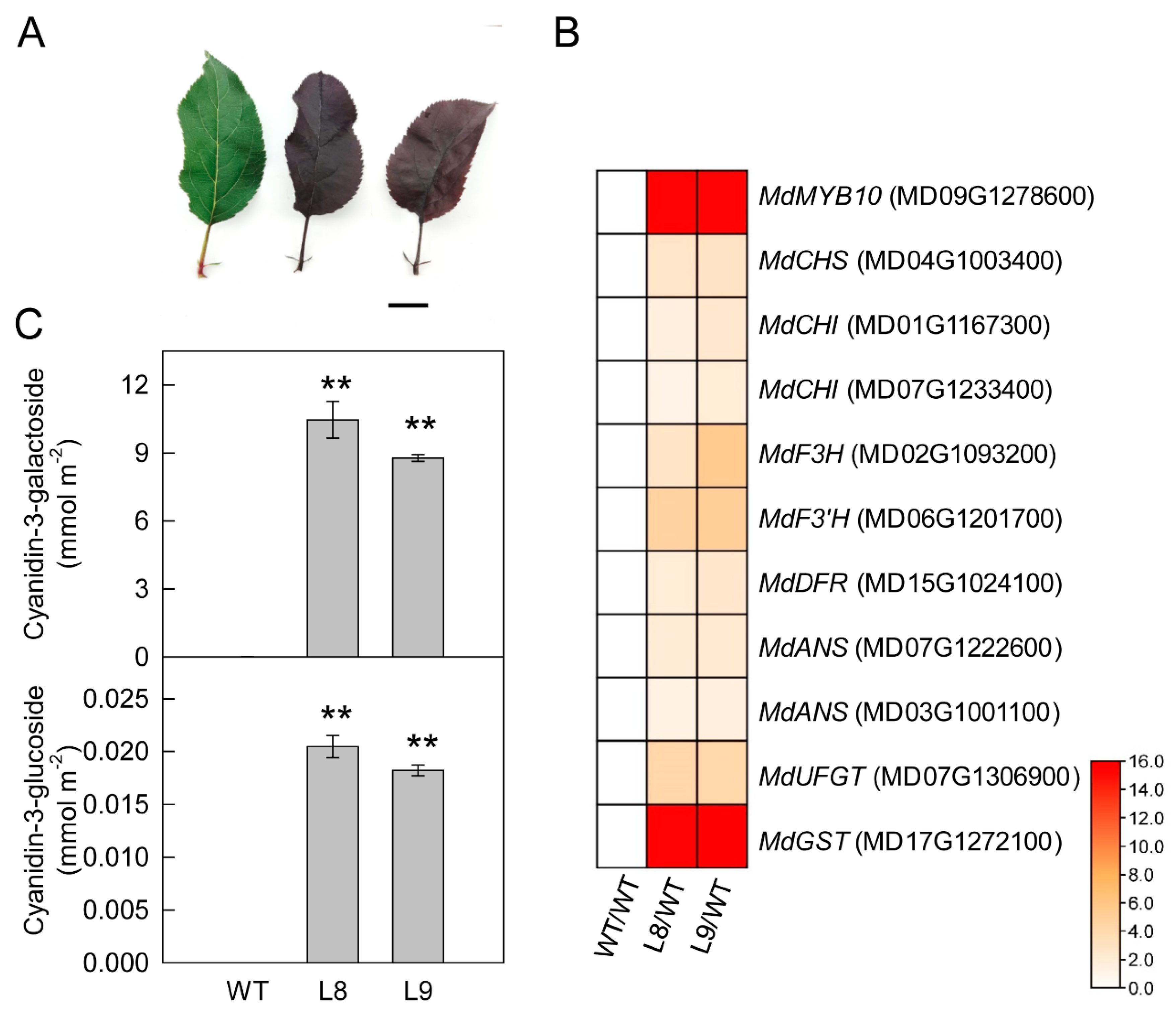 Ijms 23 12616 g001 Ijms 23 12616 g001