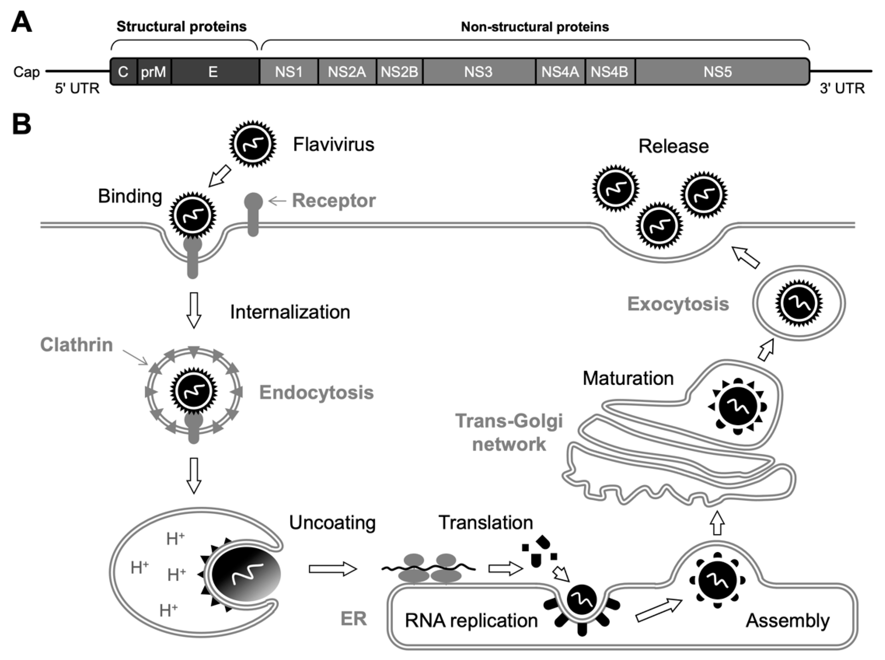 Ijms 23 12619 g001 Ijms 23 12619 g001