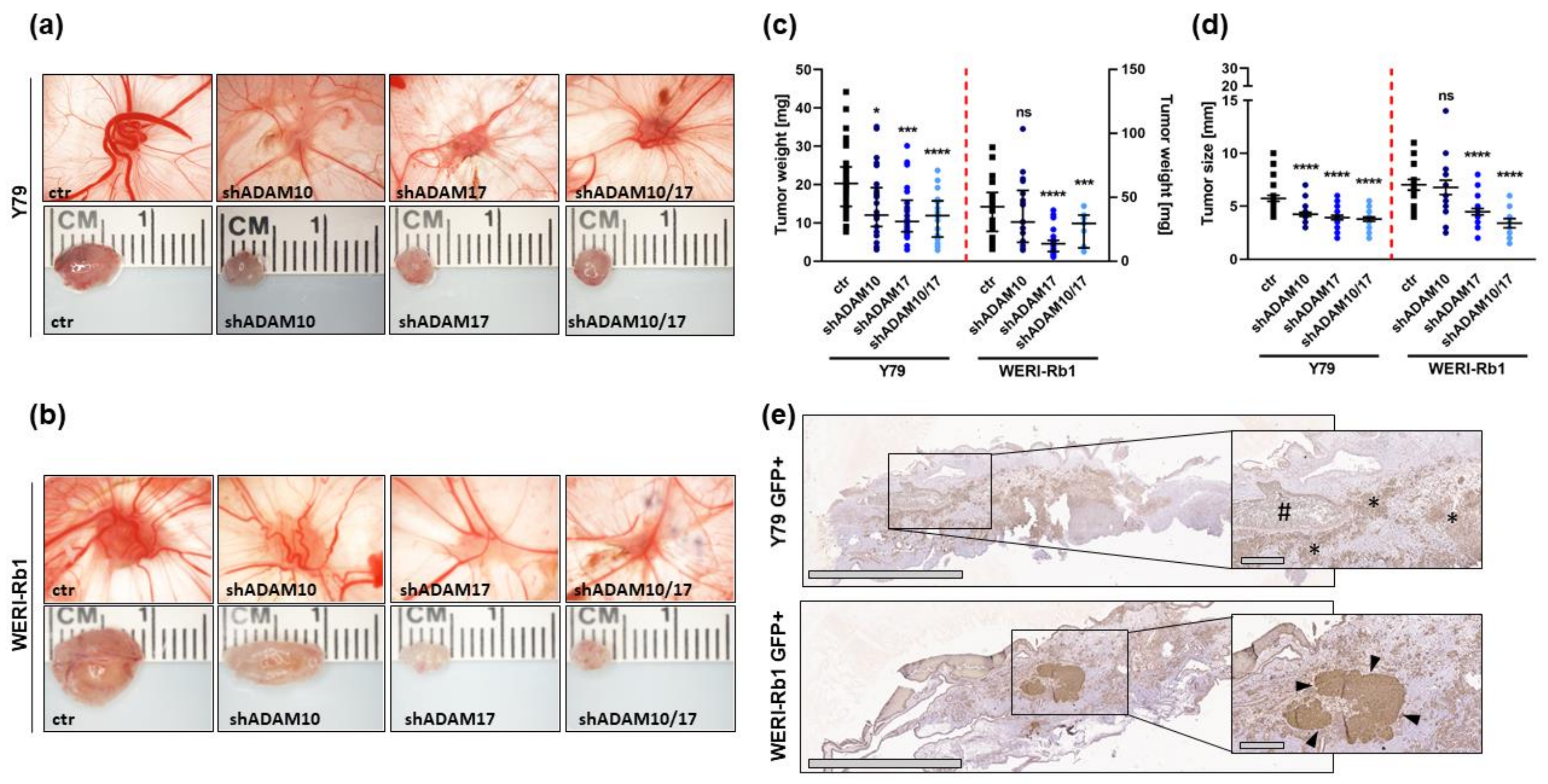 Ijms 23 12621 g006 Ijms 23 12621 g006