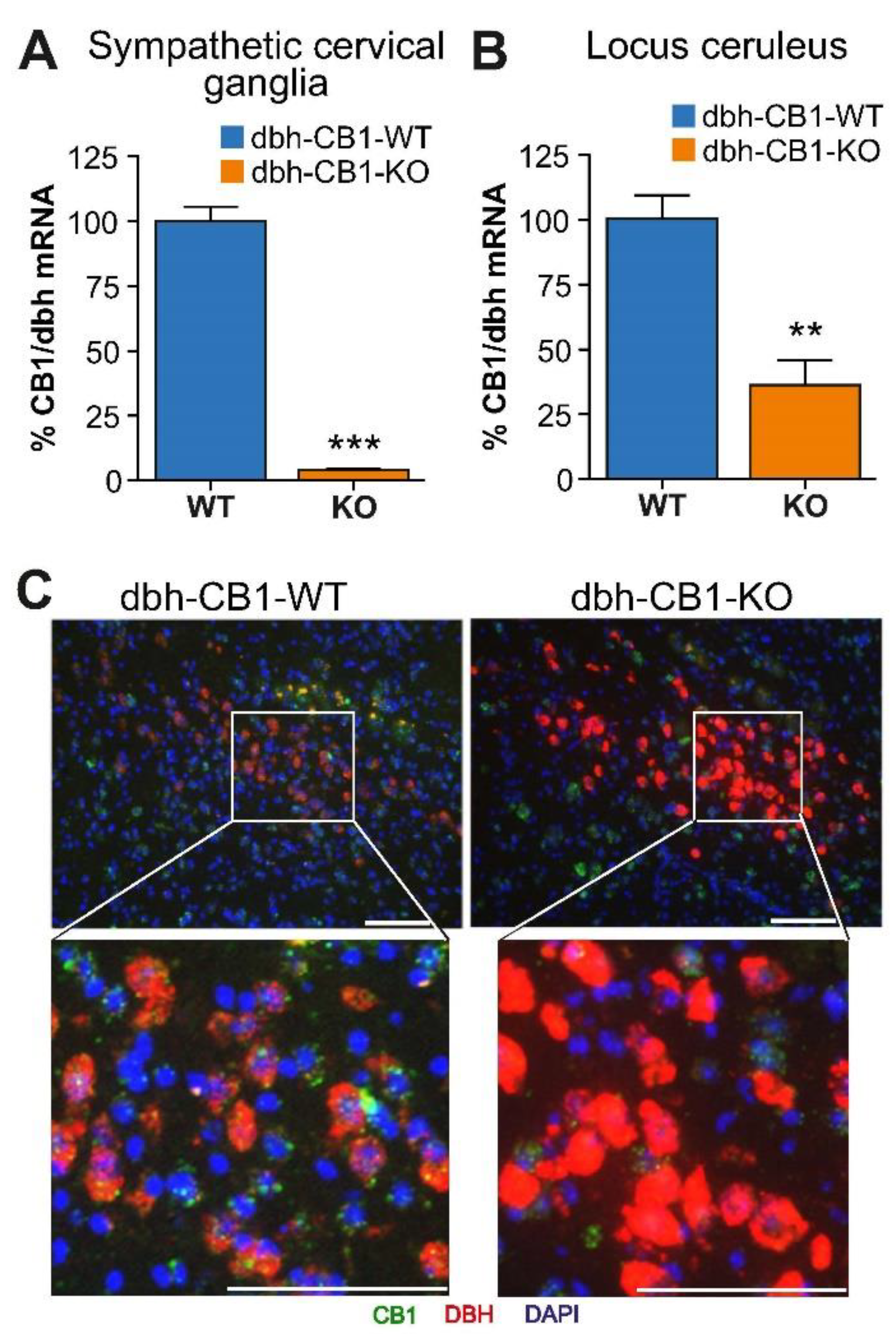 Ijms 23 12635 g001 Ijms 23 12635 g001
