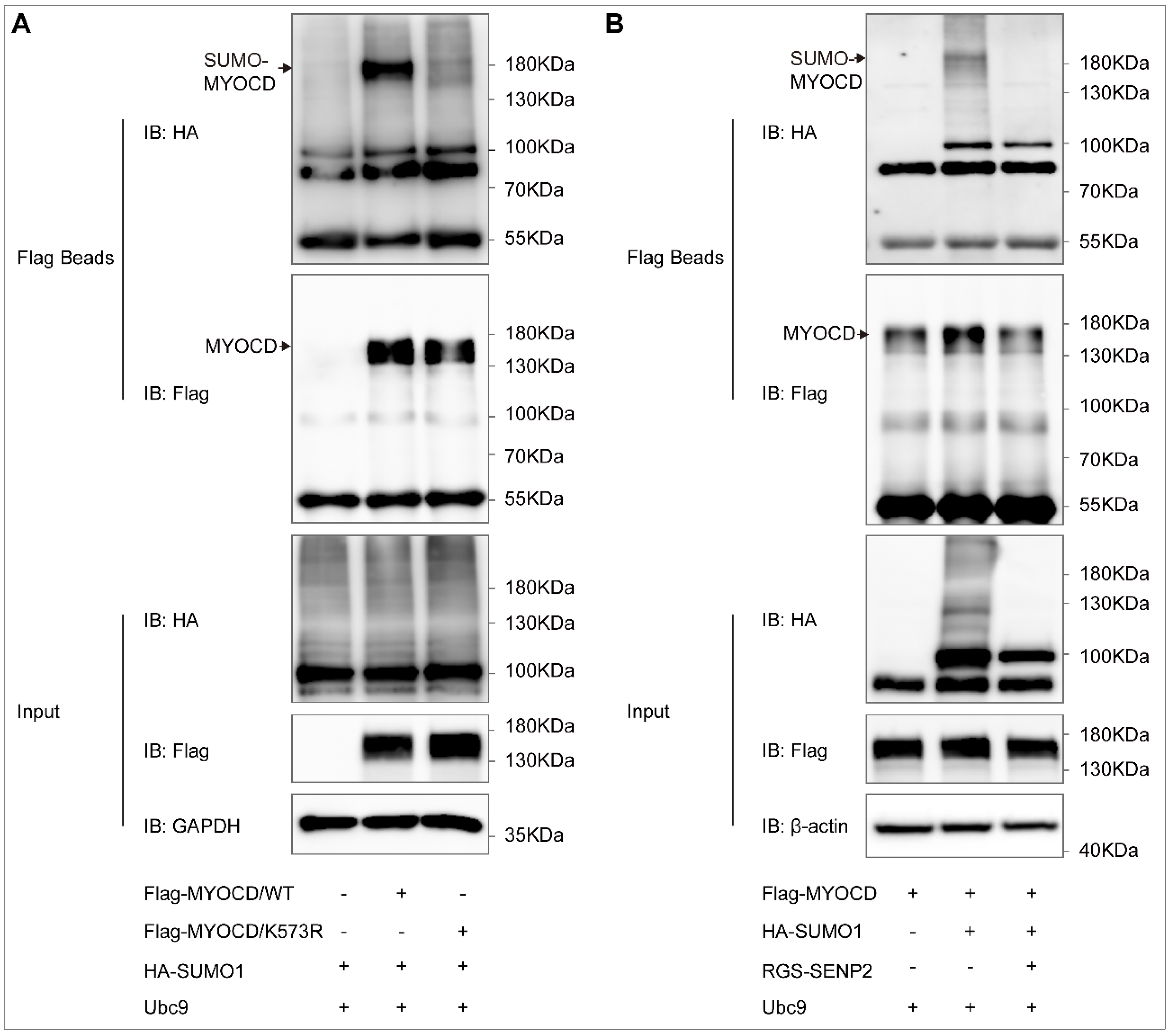 Ijms 23 12637 g002 Ijms 23 12637 g002