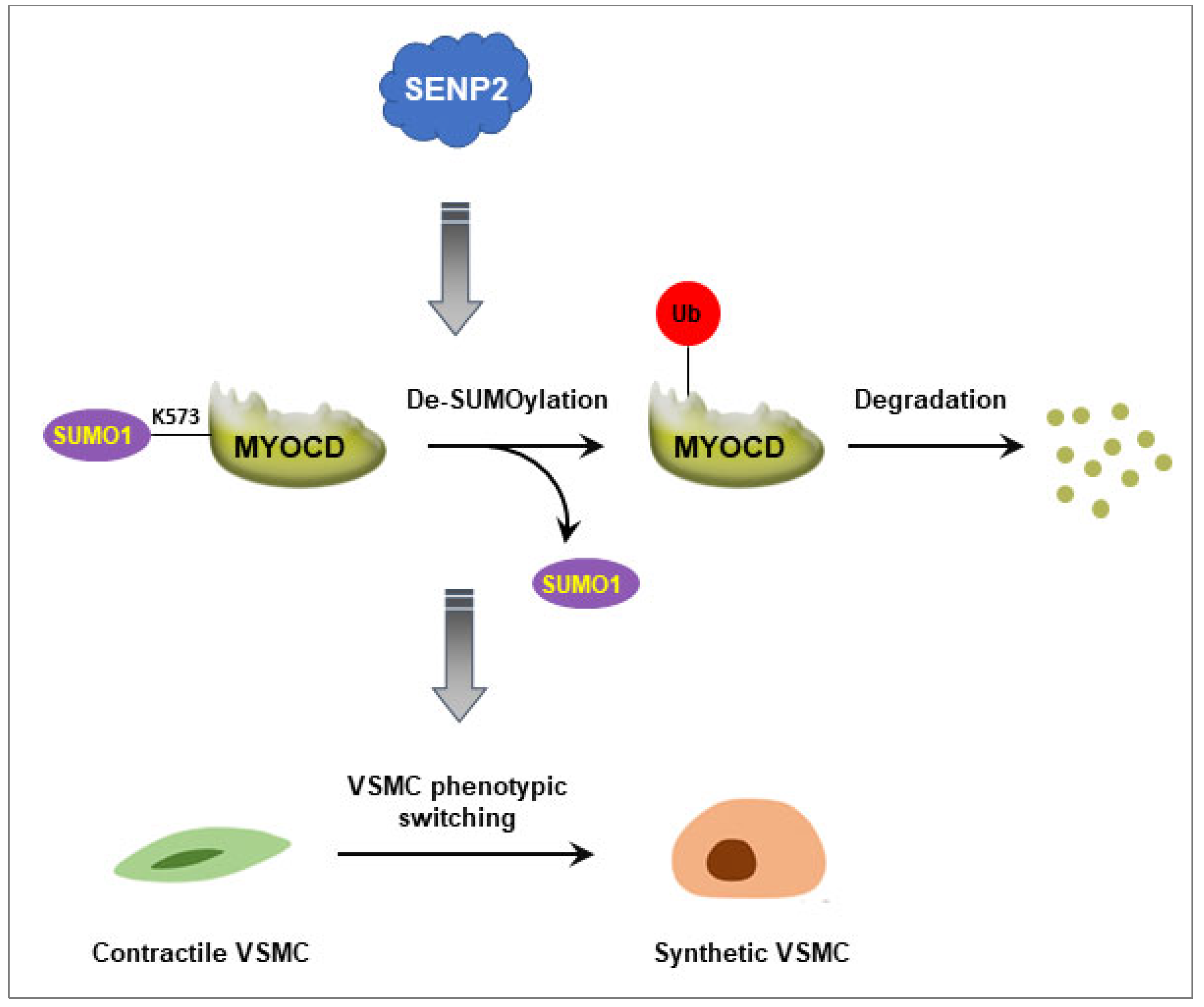 Ijms 23 12637 g007 Ijms 23 12637 g007