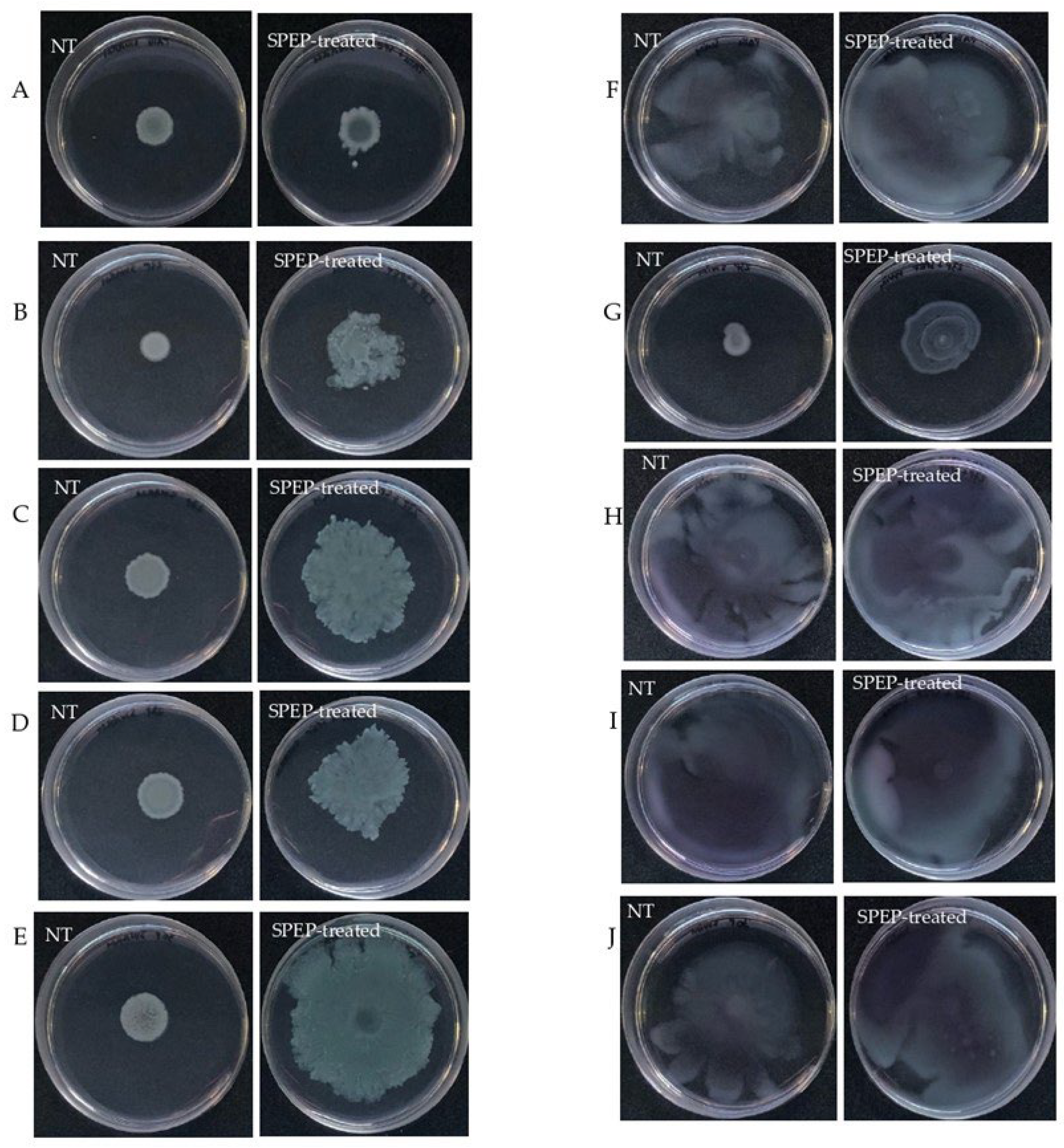 Ijms 23 12645 g006 Ijms 23 12645 g006