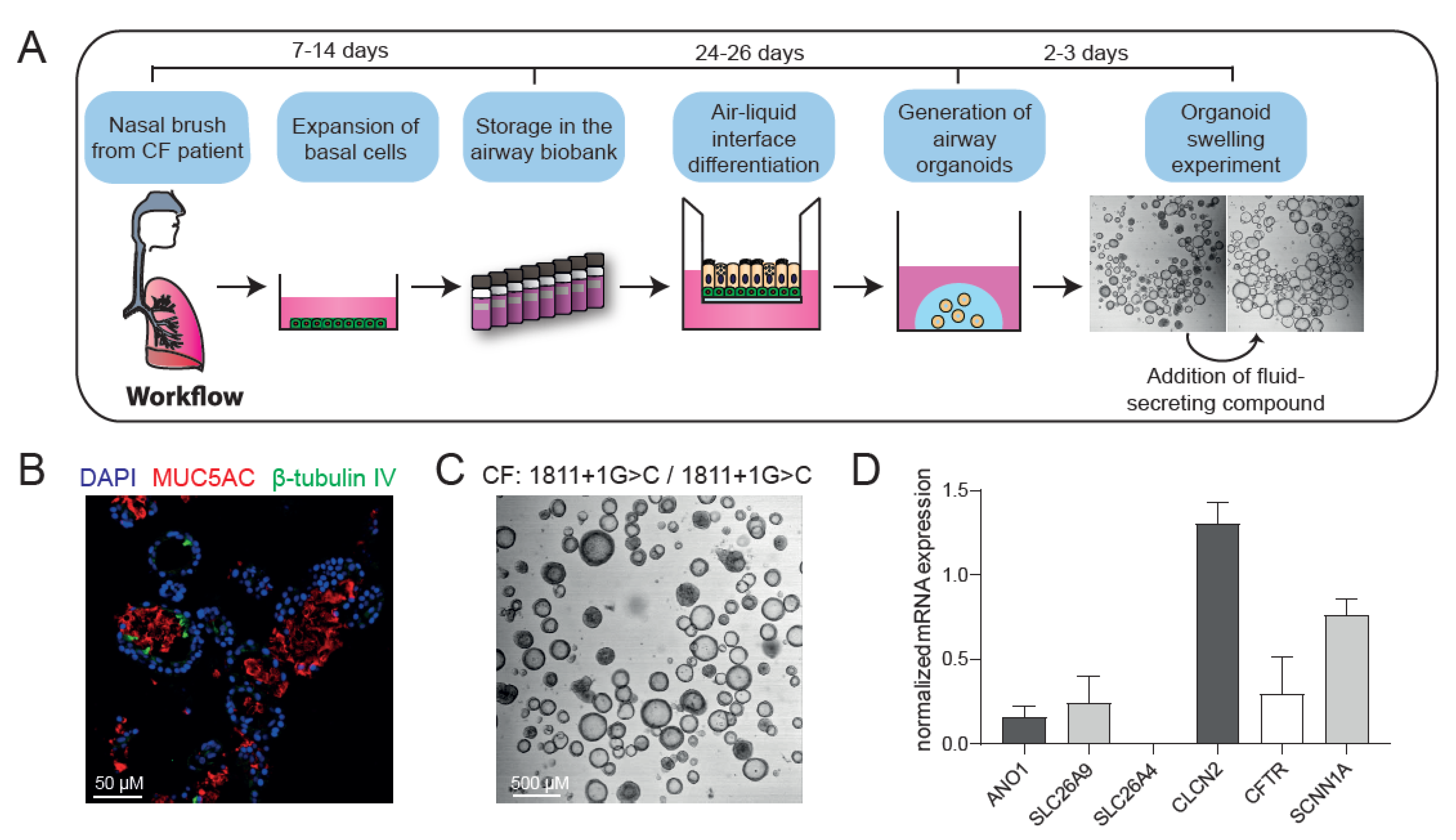 Ijms 23 12657 g001a Ijms 23 12657 g001a