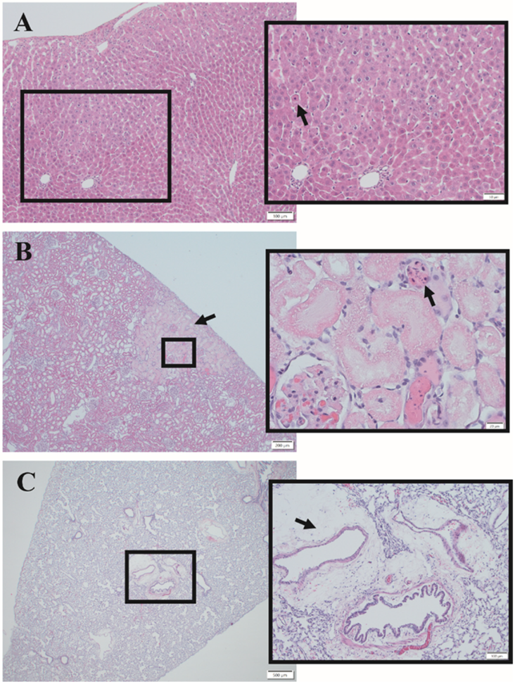 Ijms 23 12664 g004 Ijms 23 12664 g004