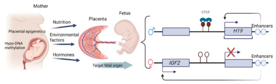 Epigenetics and Pregnancy: Conditional Snapshot or Rolling Event