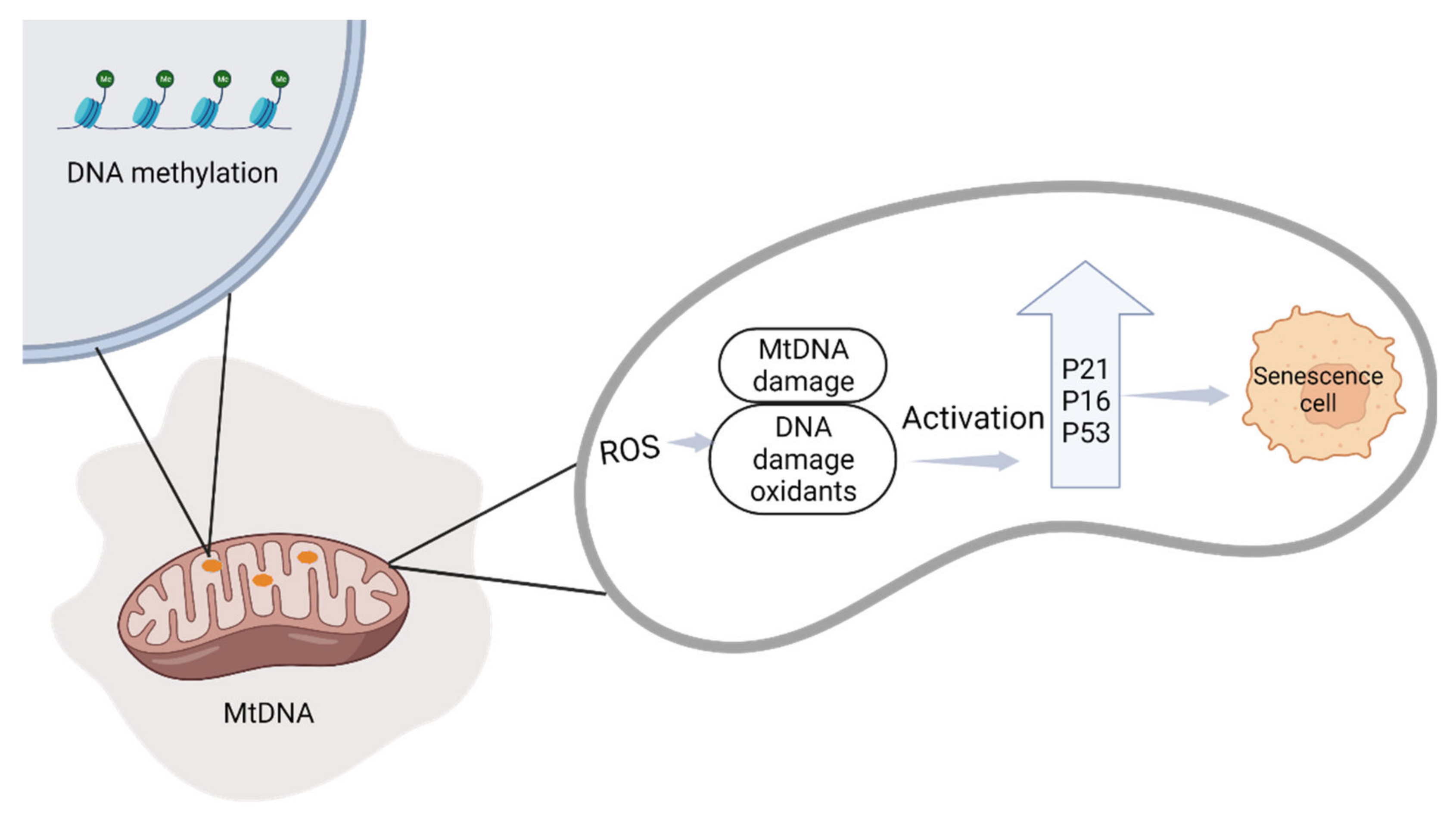 Ijms 23 12698 g005 Ijms 23 12698 g005