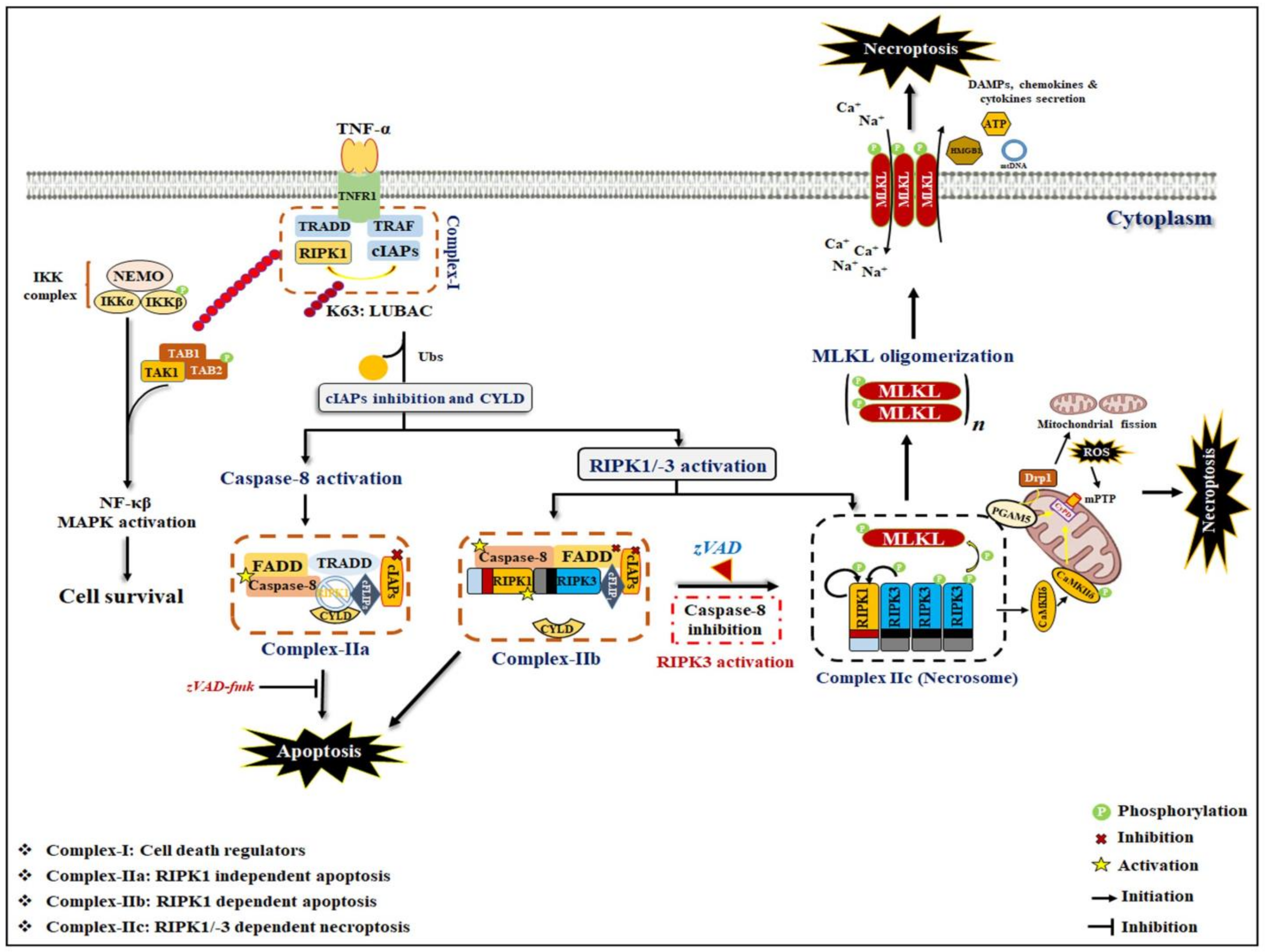 IJMS | Free Full-Text | Necroptosis: A Pathogenic Negotiator in IJMS | Free Full-Text | Necroptosis: A Pathogenic Negotiator in